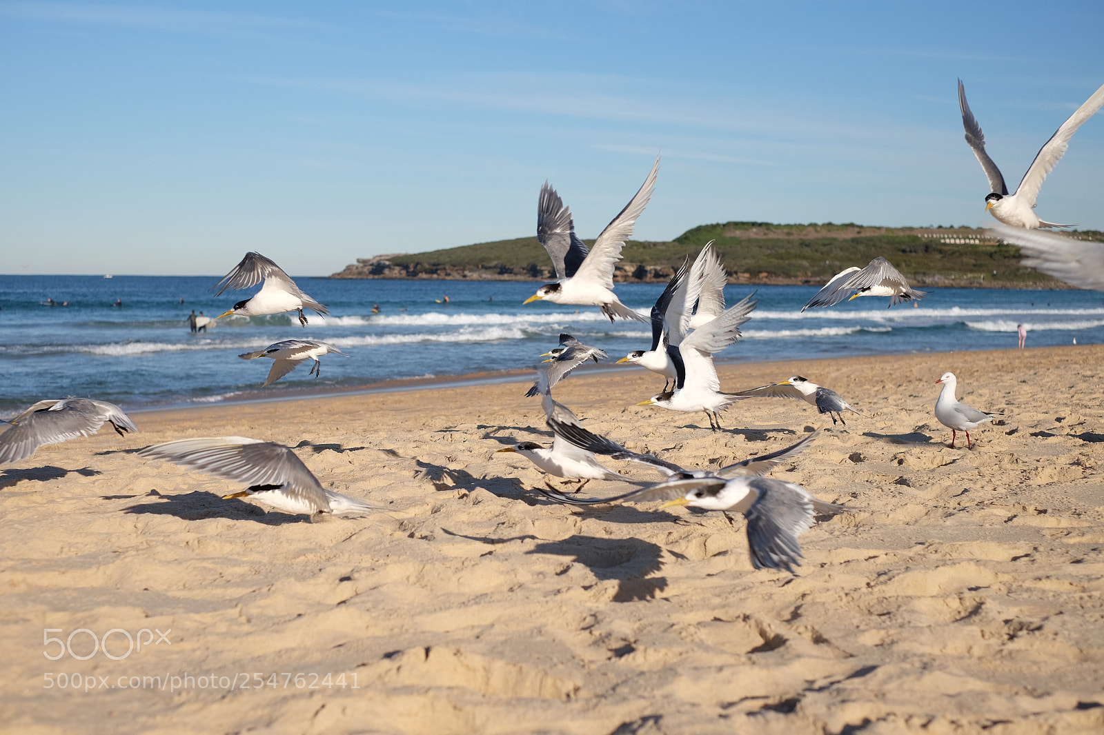 Fujifilm X-T1 sample photo. Flying seagulls by bronte photography
