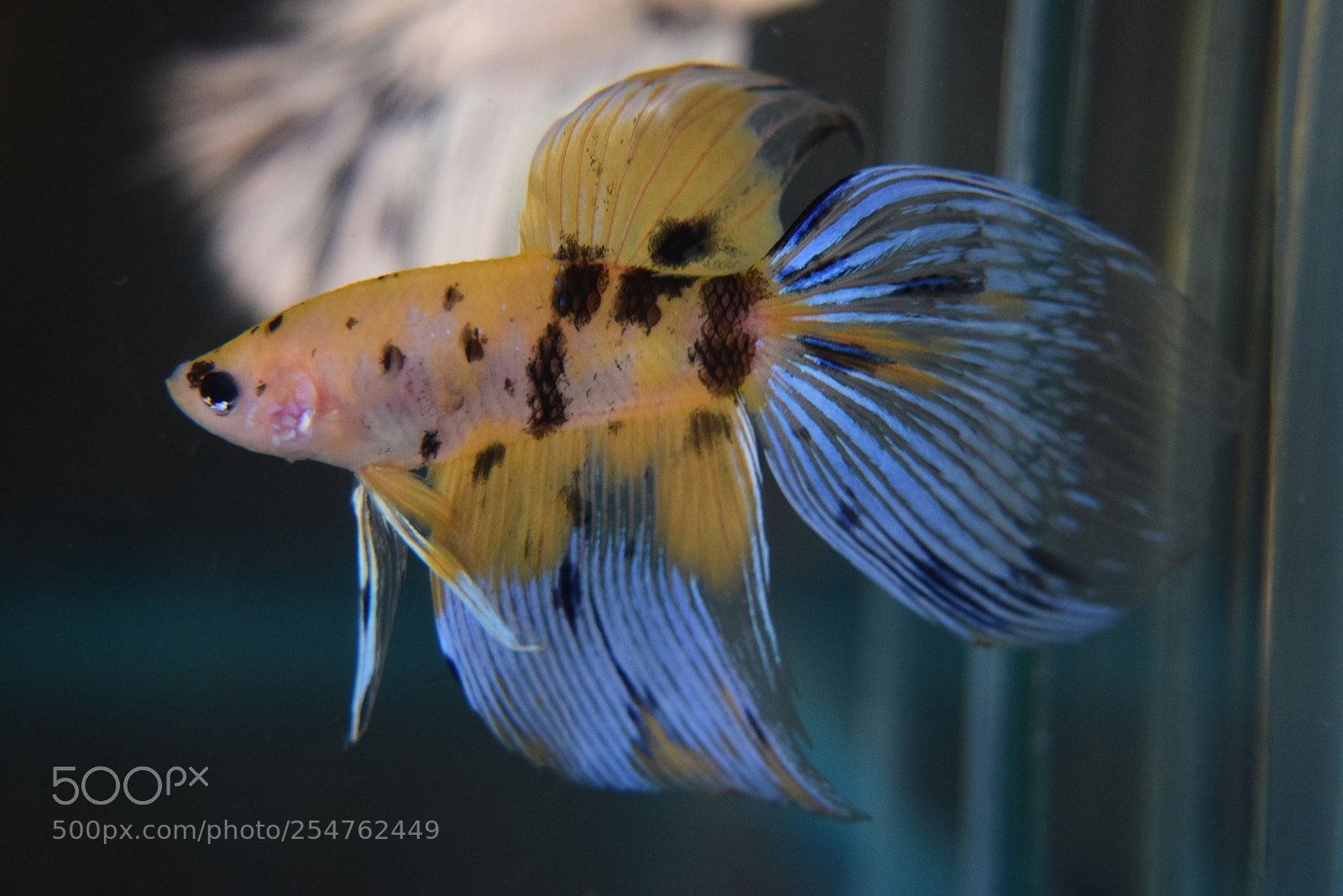 Nikon D3300 sample photo. Betta fish photography