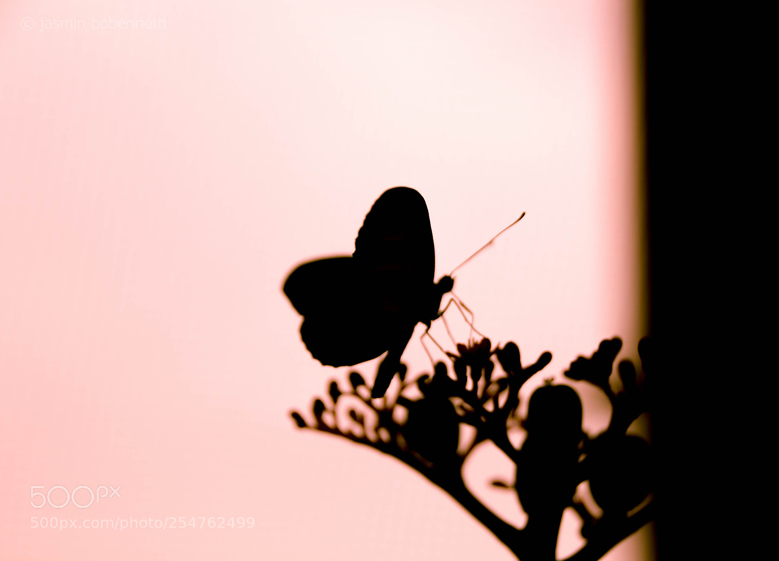 Canon EOS 700D (EOS Rebel T5i / EOS Kiss X7i) sample photo. Butterfly photography