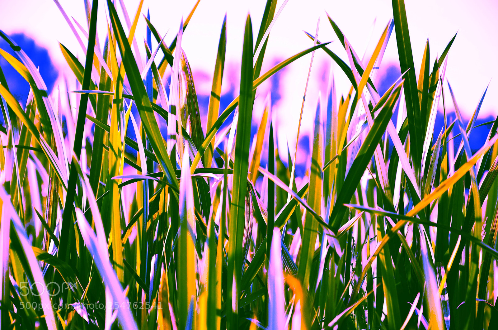 Nikon D7000 sample photo. 348 photography