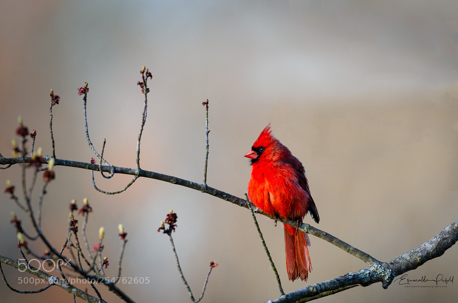 Nikon D7000 sample photo. Northern cardinal photography