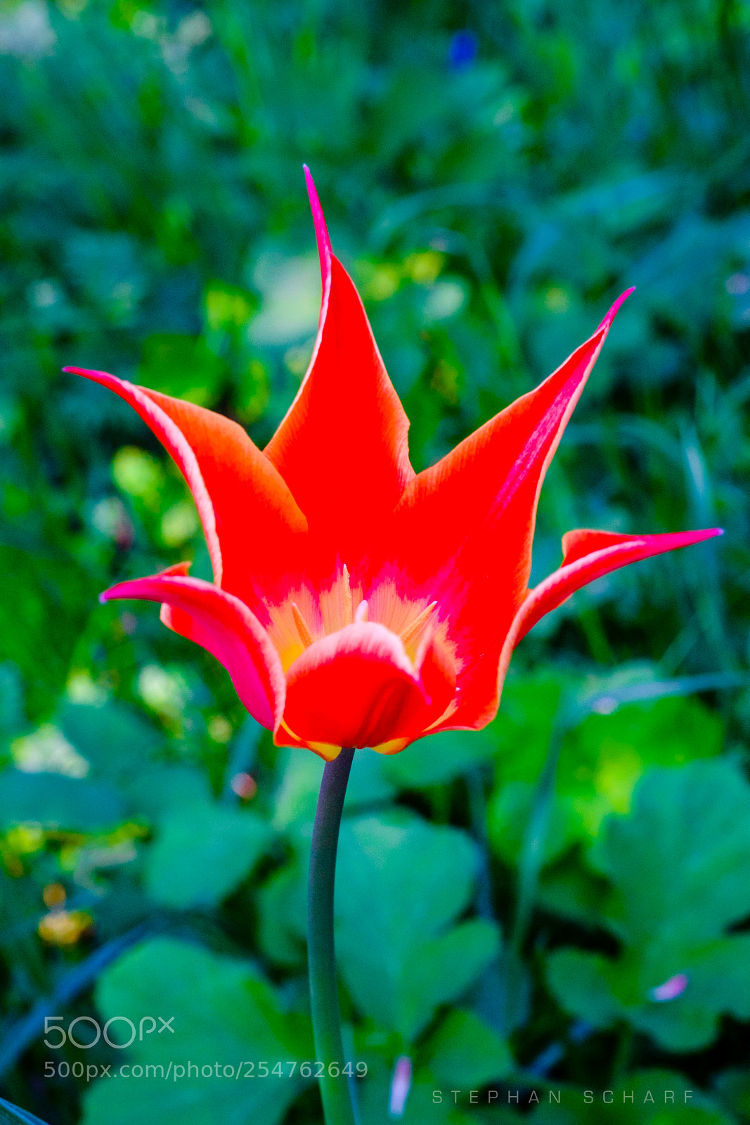 Fujifilm X-T10 sample photo. Wild tulip photography