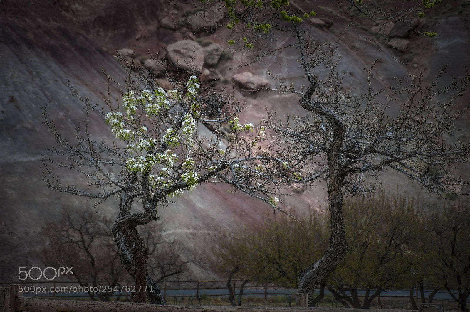 Nikon D90 sample photo. Dancing trees photography