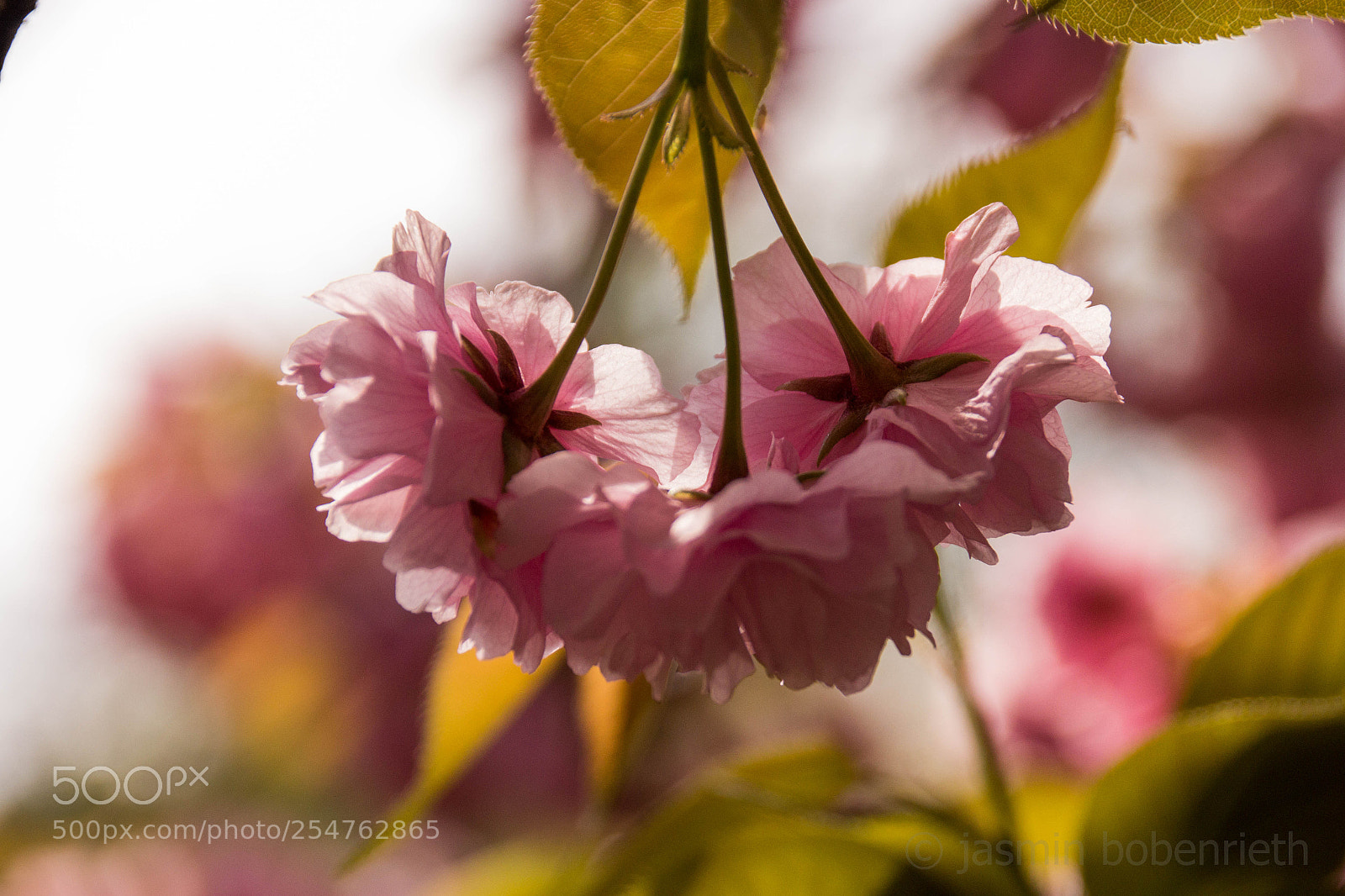 Canon EOS 700D (EOS Rebel T5i / EOS Kiss X7i) sample photo. Cherry blossom photography
