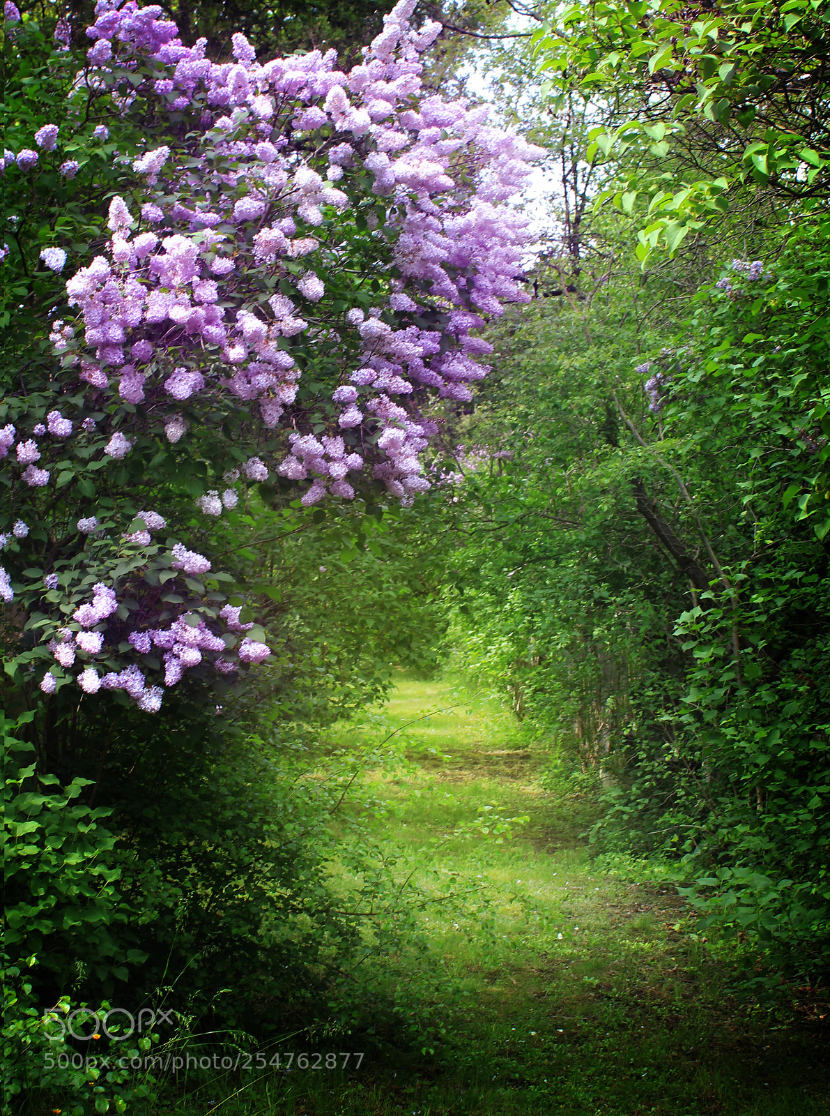 Canon EOS 550D (EOS Rebel T2i / EOS Kiss X4) sample photo. Blooming lilac 2 photography