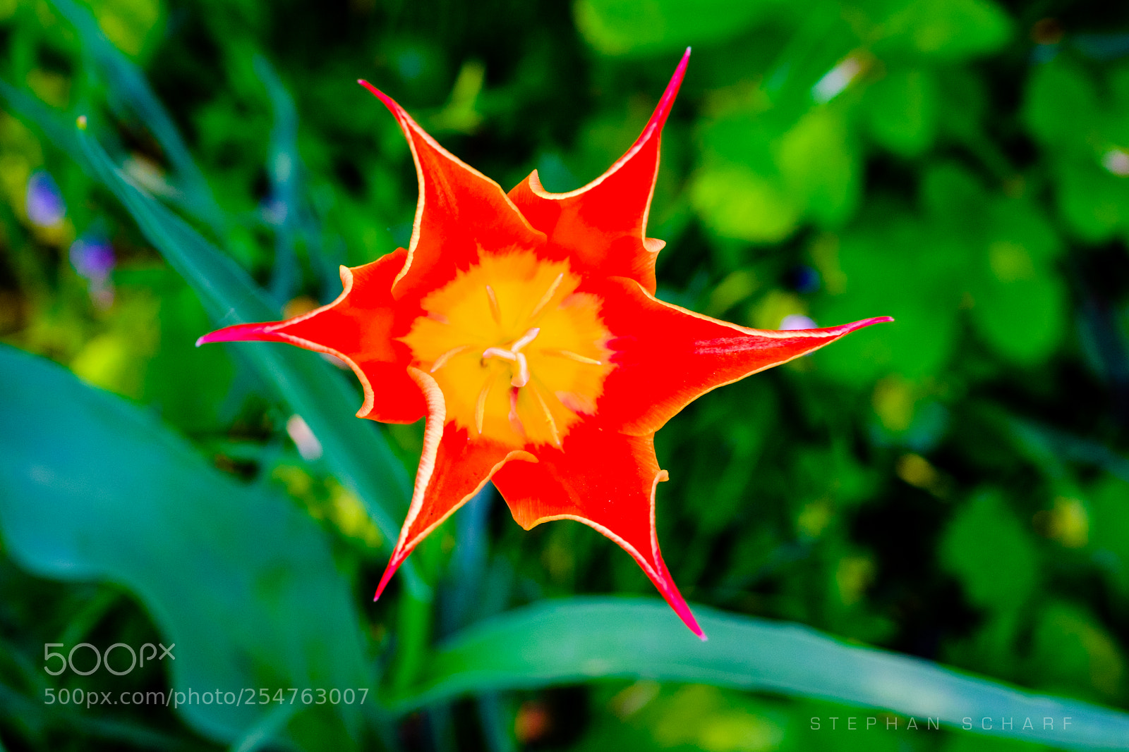 Fujifilm X-T10 sample photo. Wild tulip ii photography