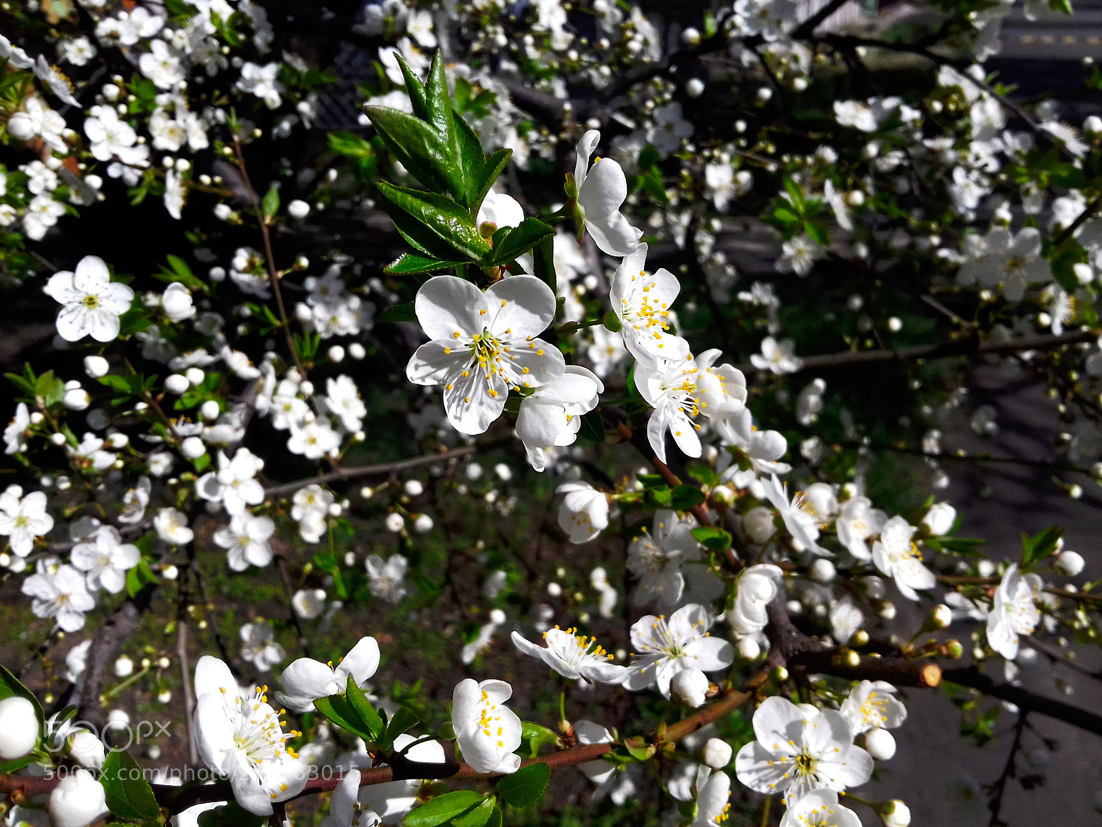 Samsung Galaxy Grand Prime sample photo. Sprig has come photography