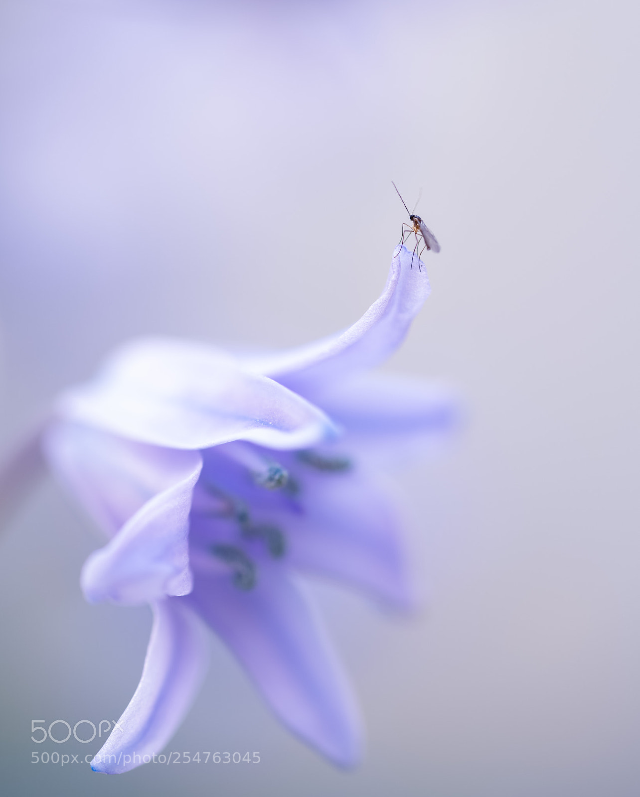 Sony a7R III sample photo. Hyacint photography