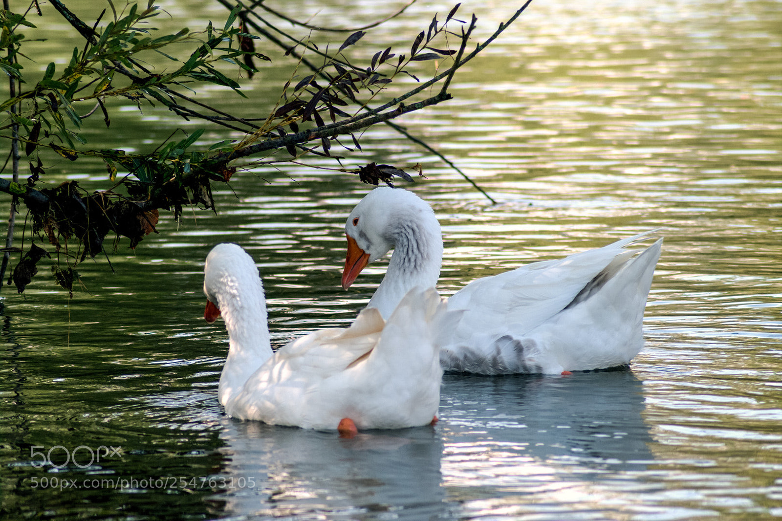 Pentax K20D sample photo. Nature photography