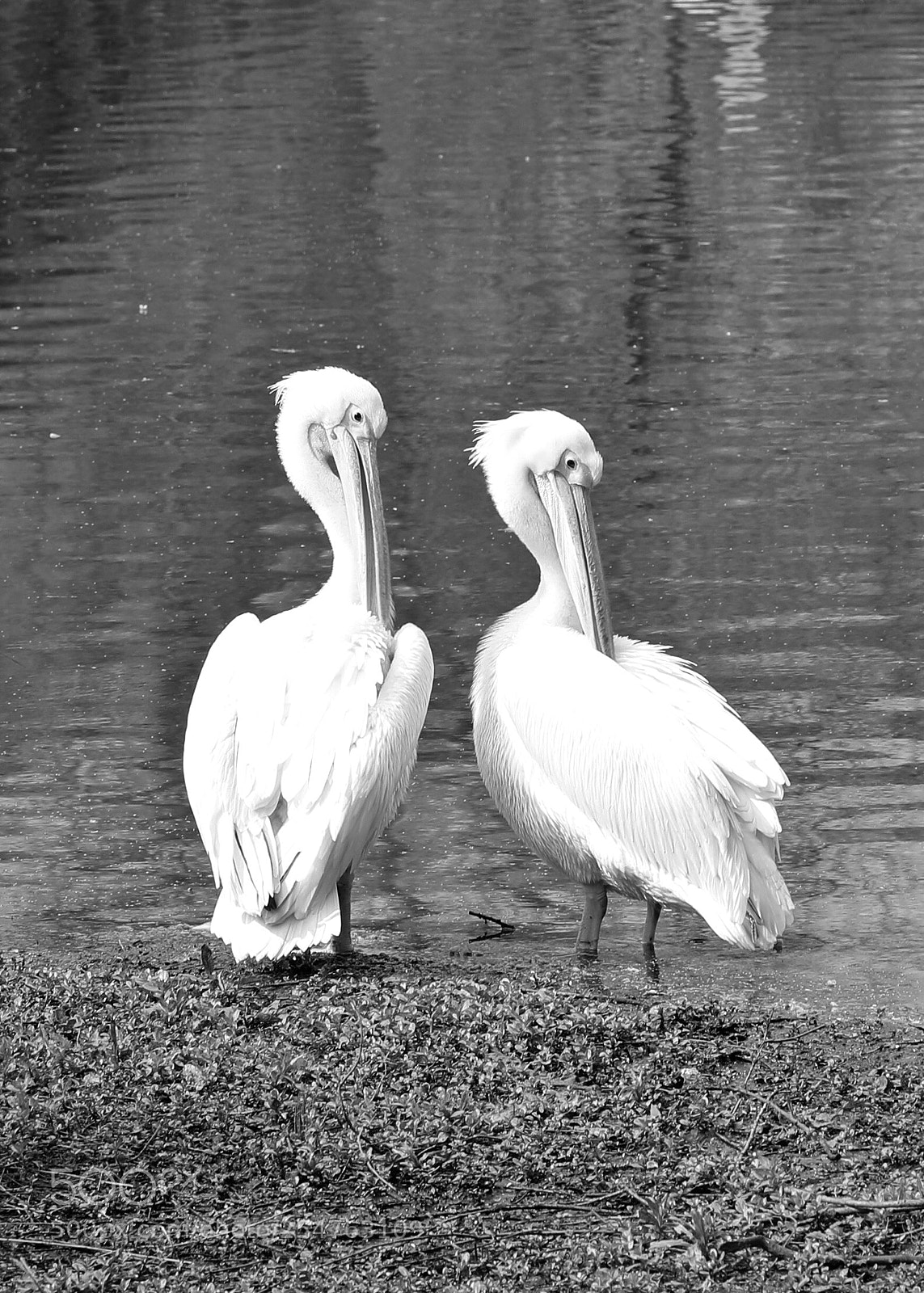 Canon EOS 5D Mark IV sample photo. Pelicans brief photography
