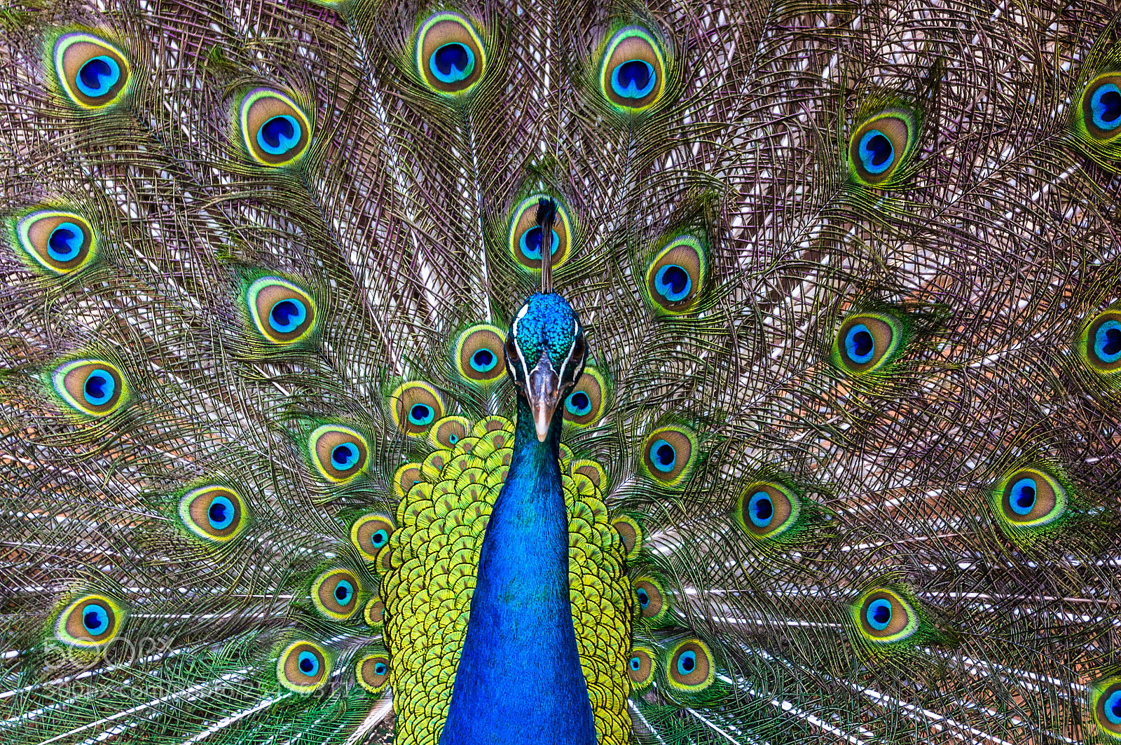 Pentax K-x sample photo. Beautiful peacock photography