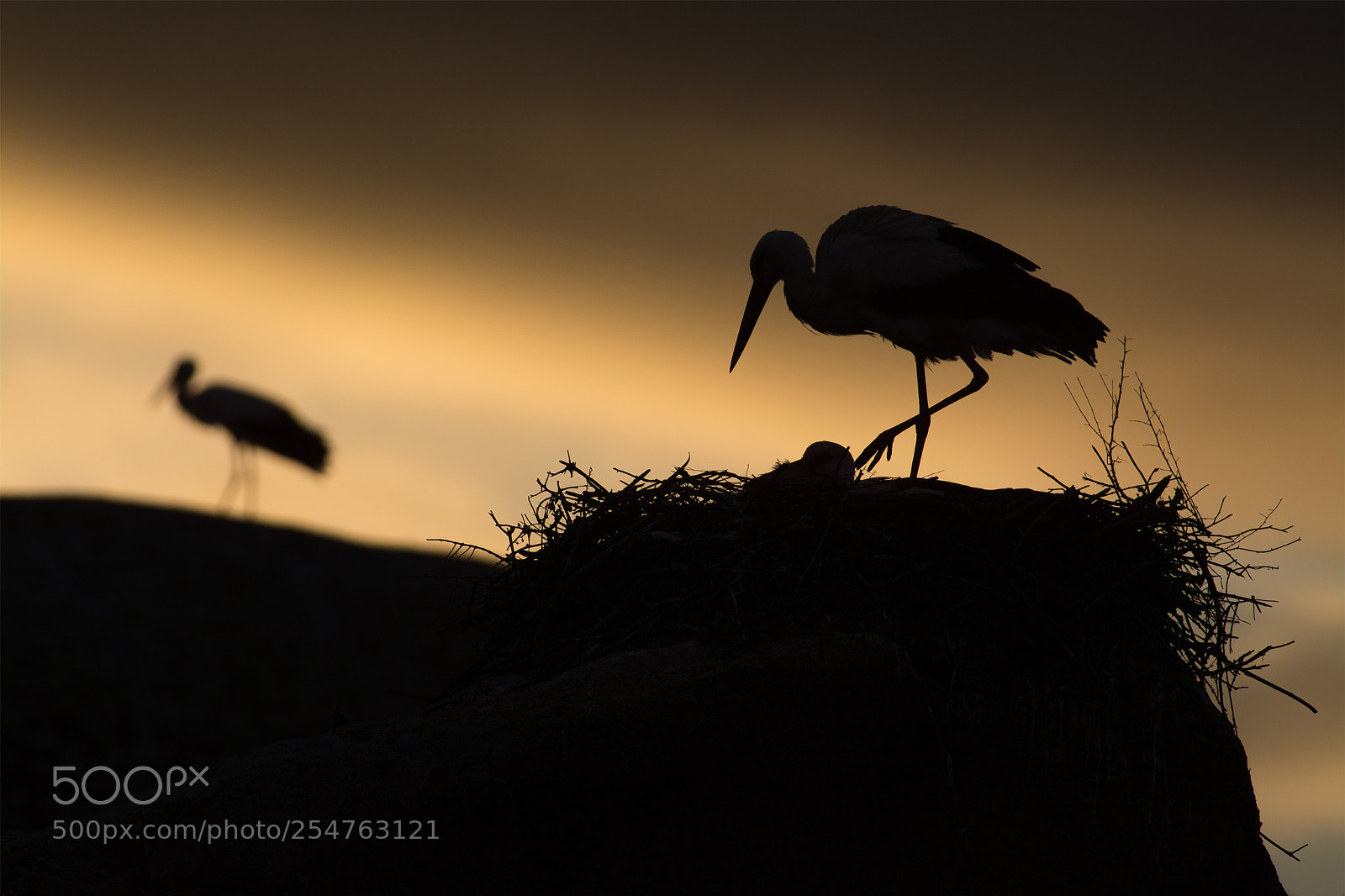 Nikon D7100 sample photo. White storks at dusk. photography