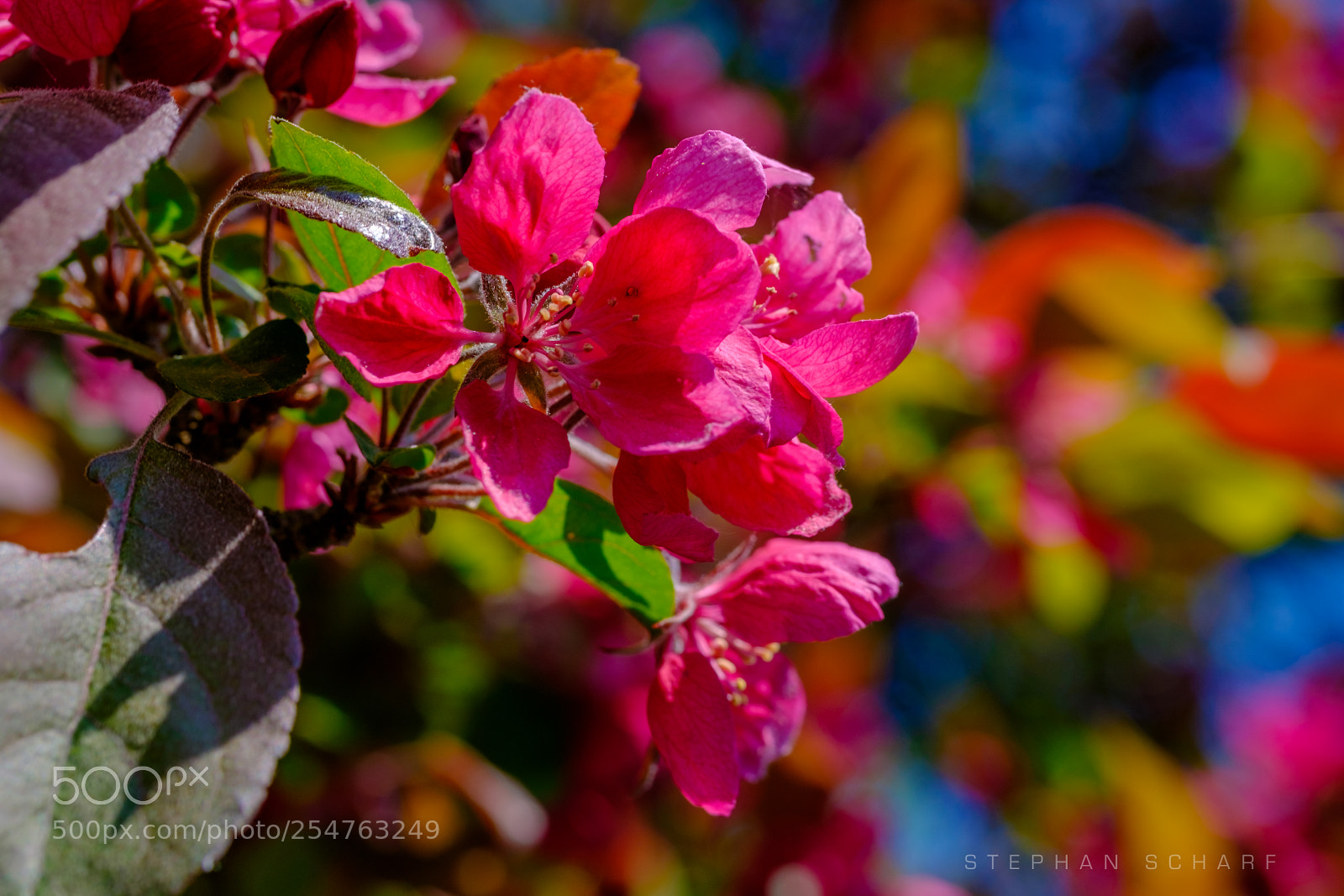 Fujifilm X-T10 sample photo. Apple blossoms photography
