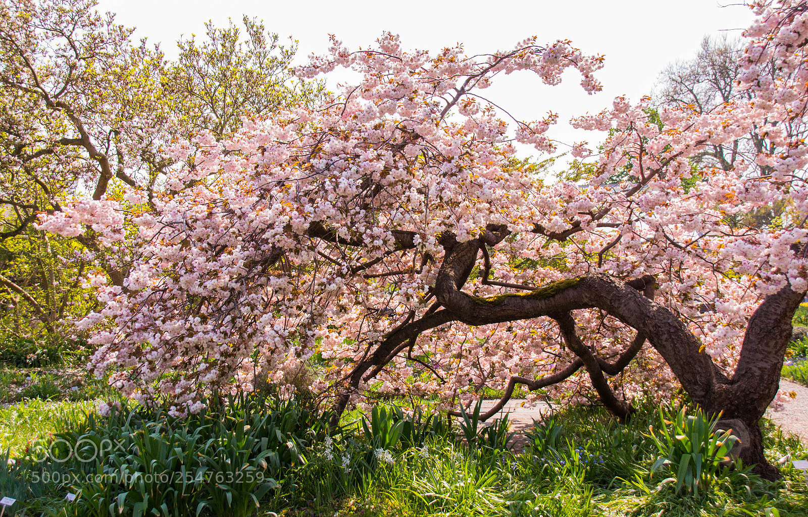 Canon EOS 700D (EOS Rebel T5i / EOS Kiss X7i) sample photo. Full of pink photography