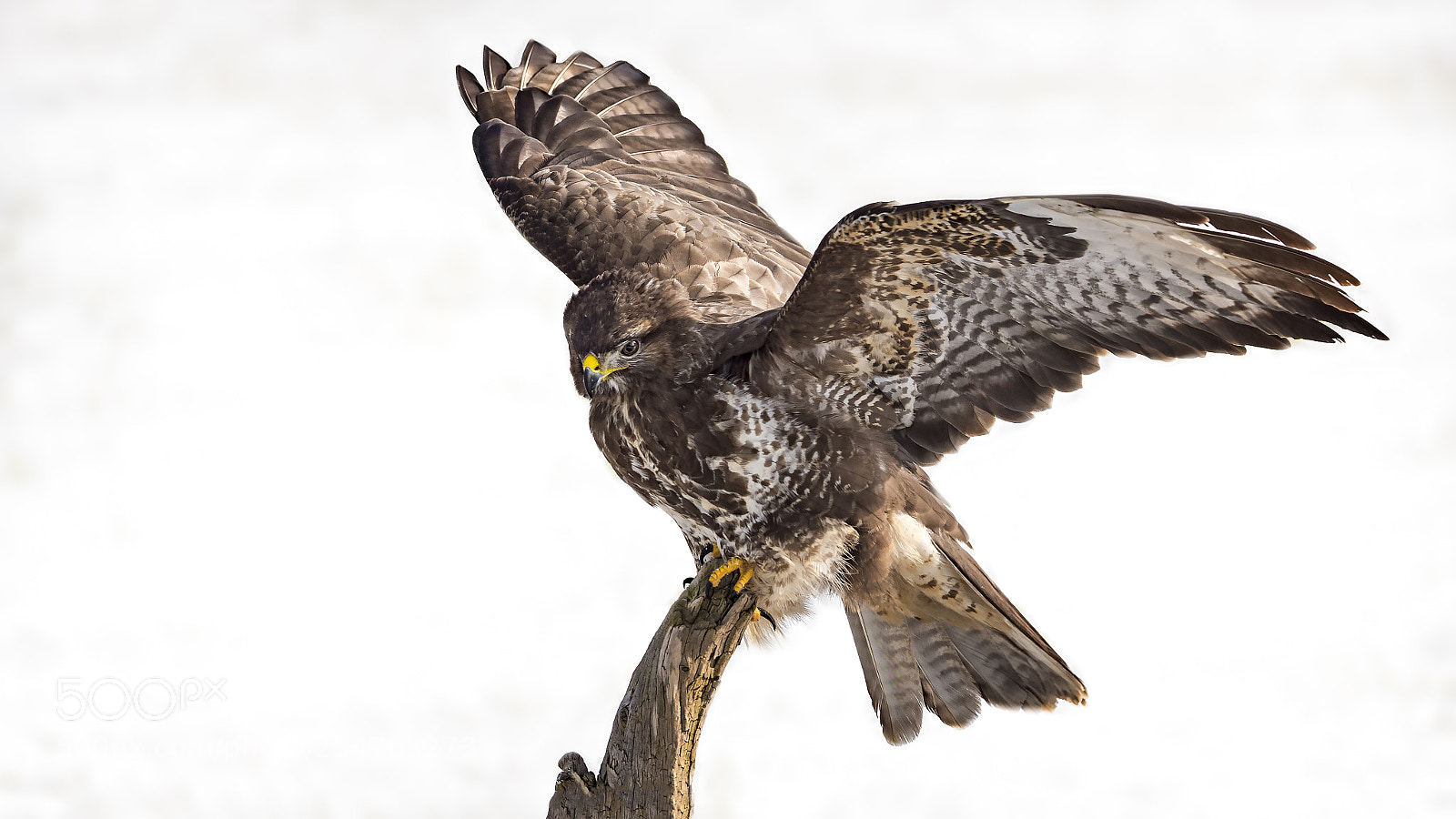 Panasonic Lumix DC-G9 sample photo. Common buzzard photography