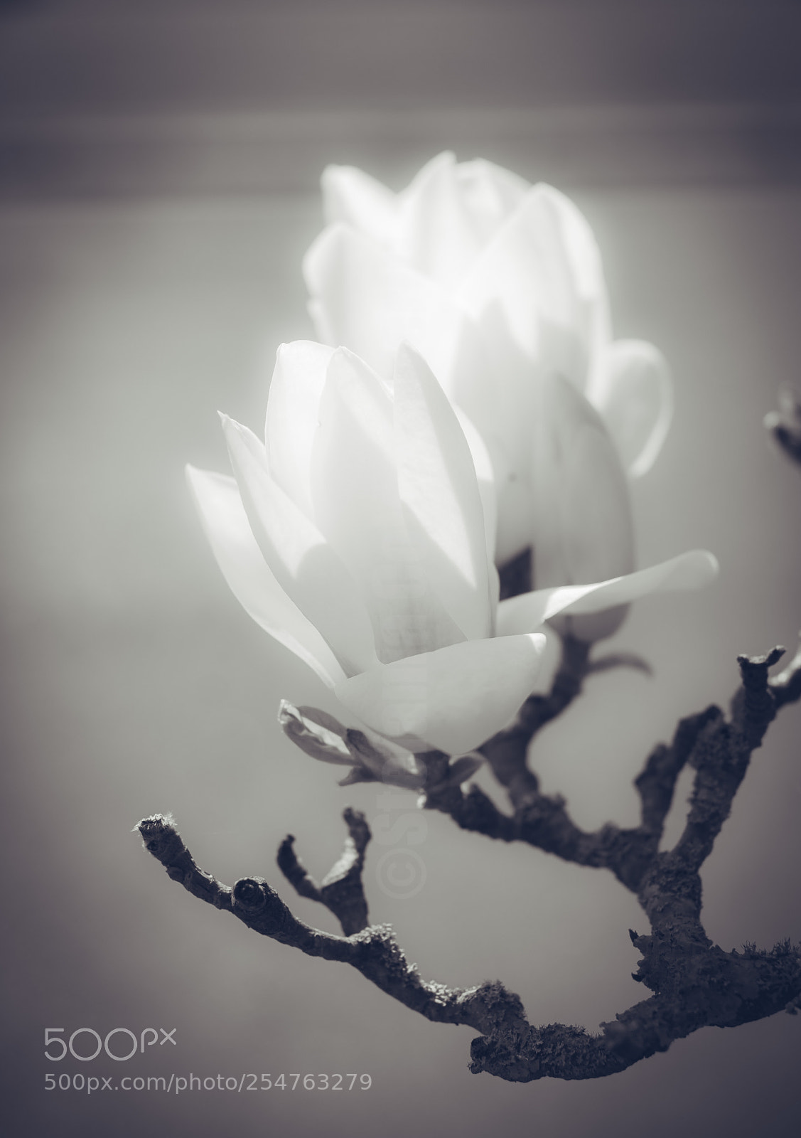 Nikon D7100 sample photo. White magnolia in full photography