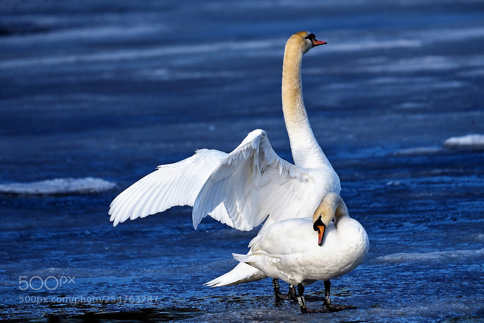Sony a7 II sample photo. Swans in love photography