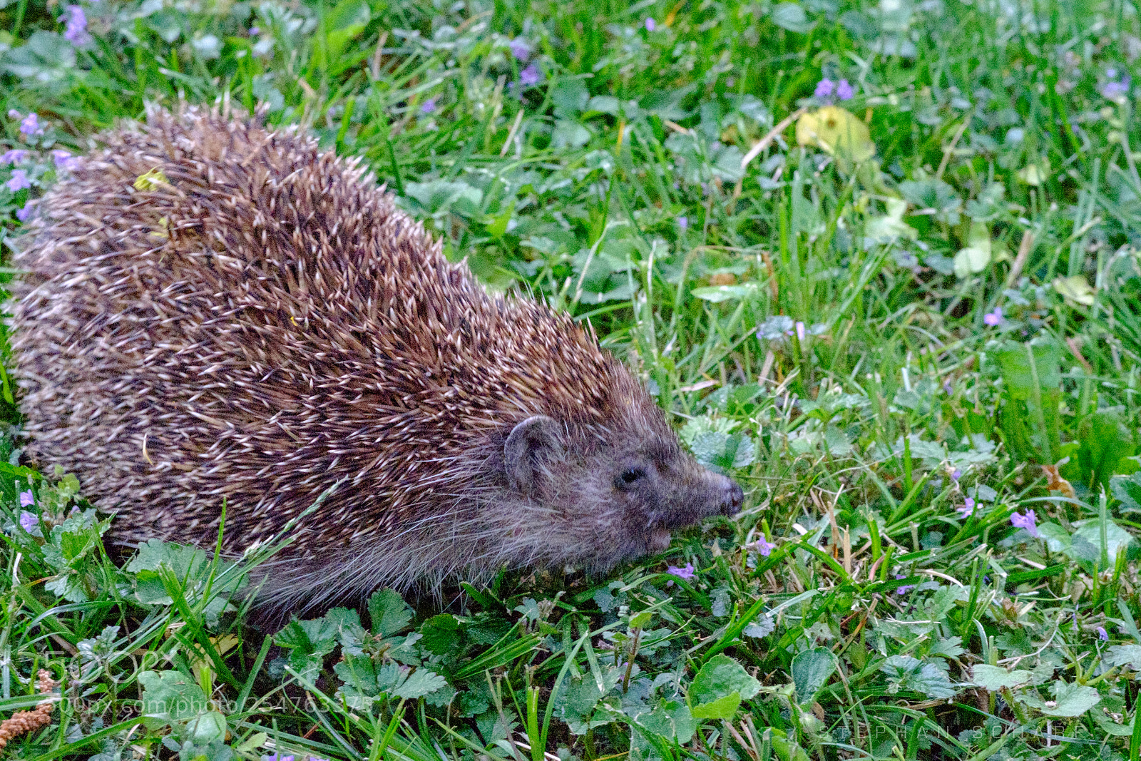 Fujifilm X-T10 sample photo. Hedgehog photography