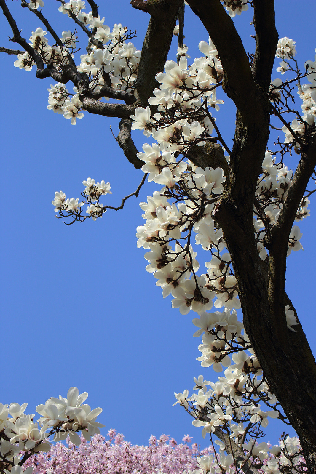 Canon EOS 100D (EOS Rebel SL1 / EOS Kiss X7) sample photo. Spring time 2 photography