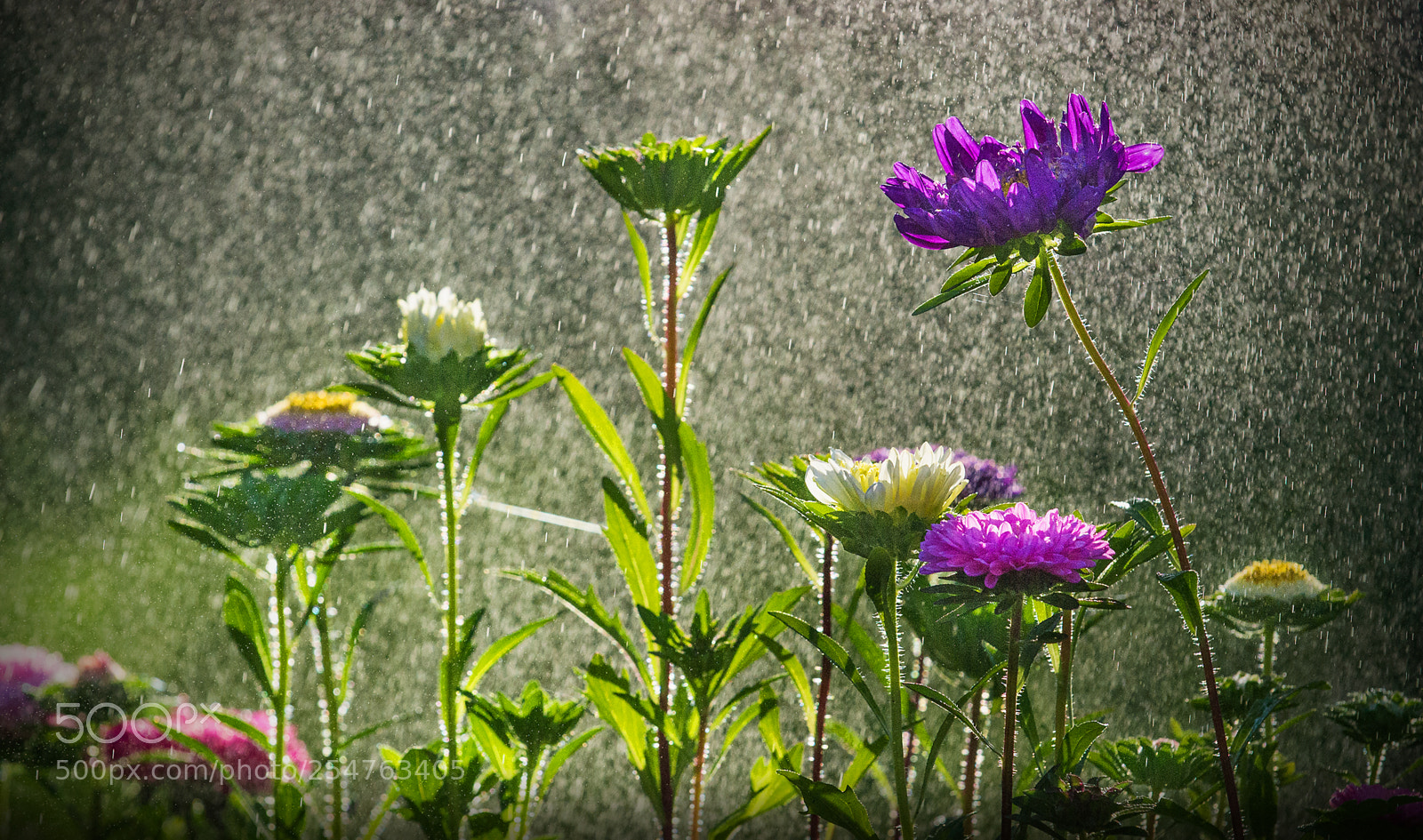 Nikon D3100 sample photo. Flowers in the rain photography