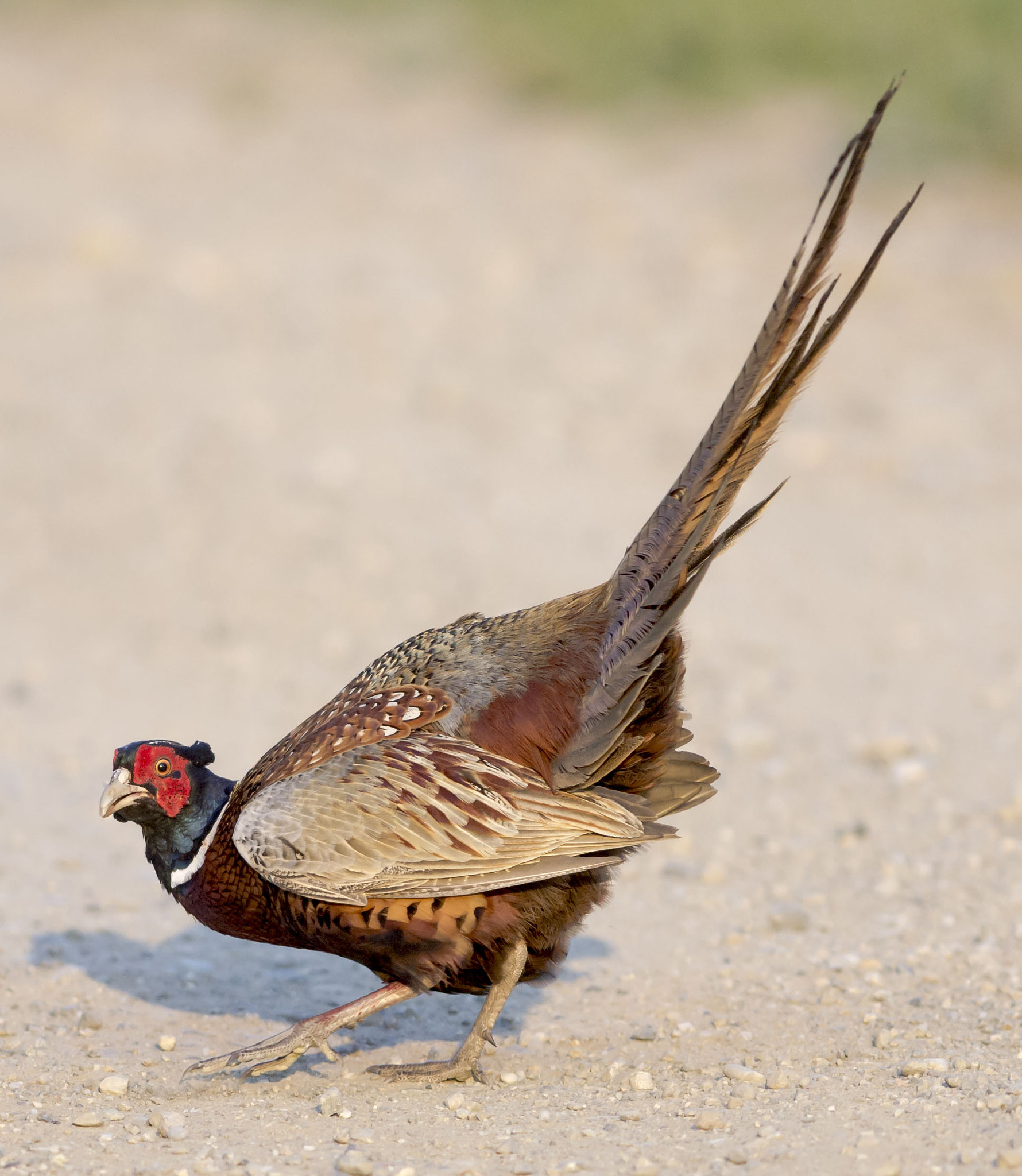 Olympus E-5 sample photo. Male pheasant photography