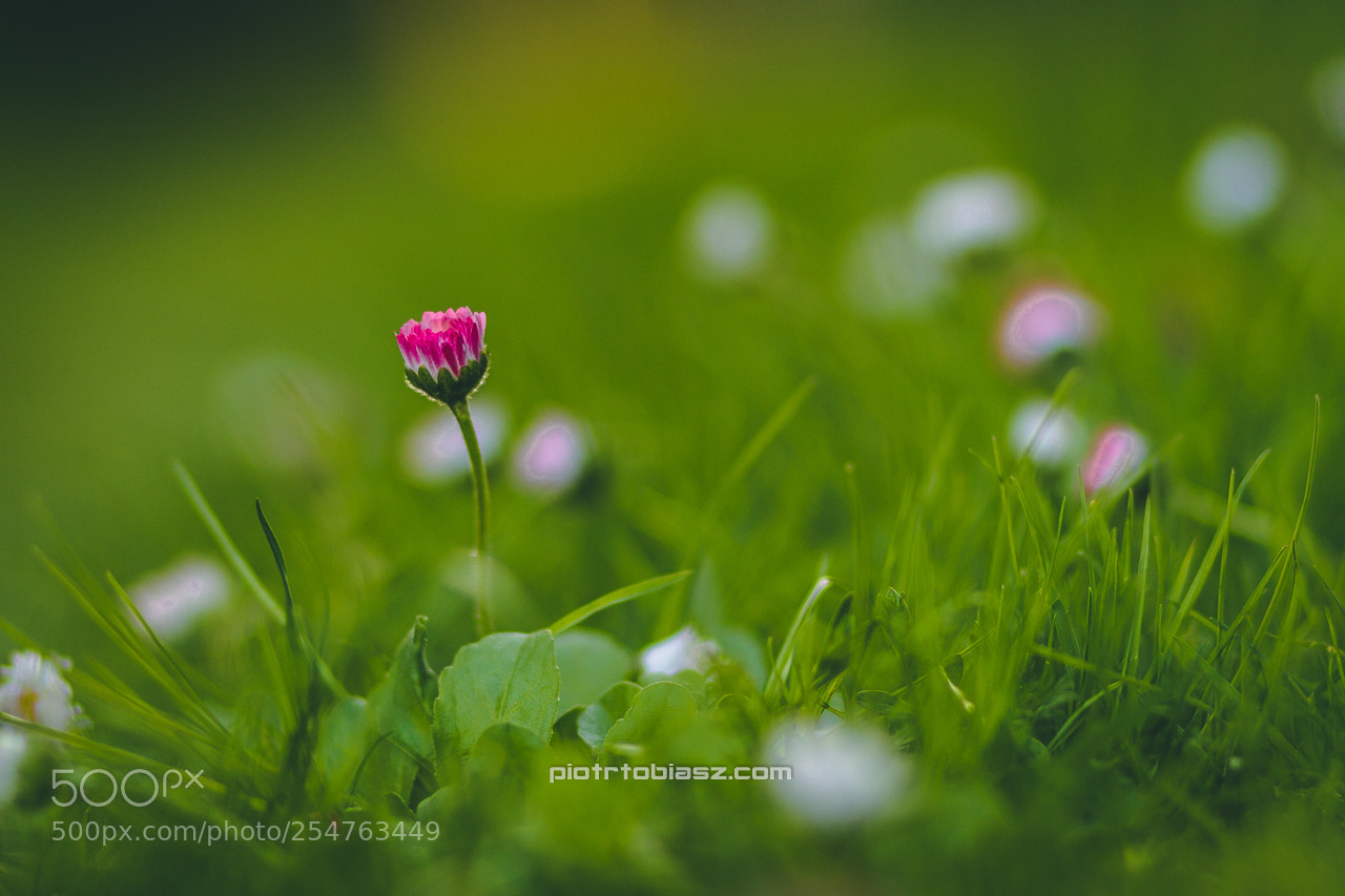 Canon EOS 7D sample photo. Pink. photography