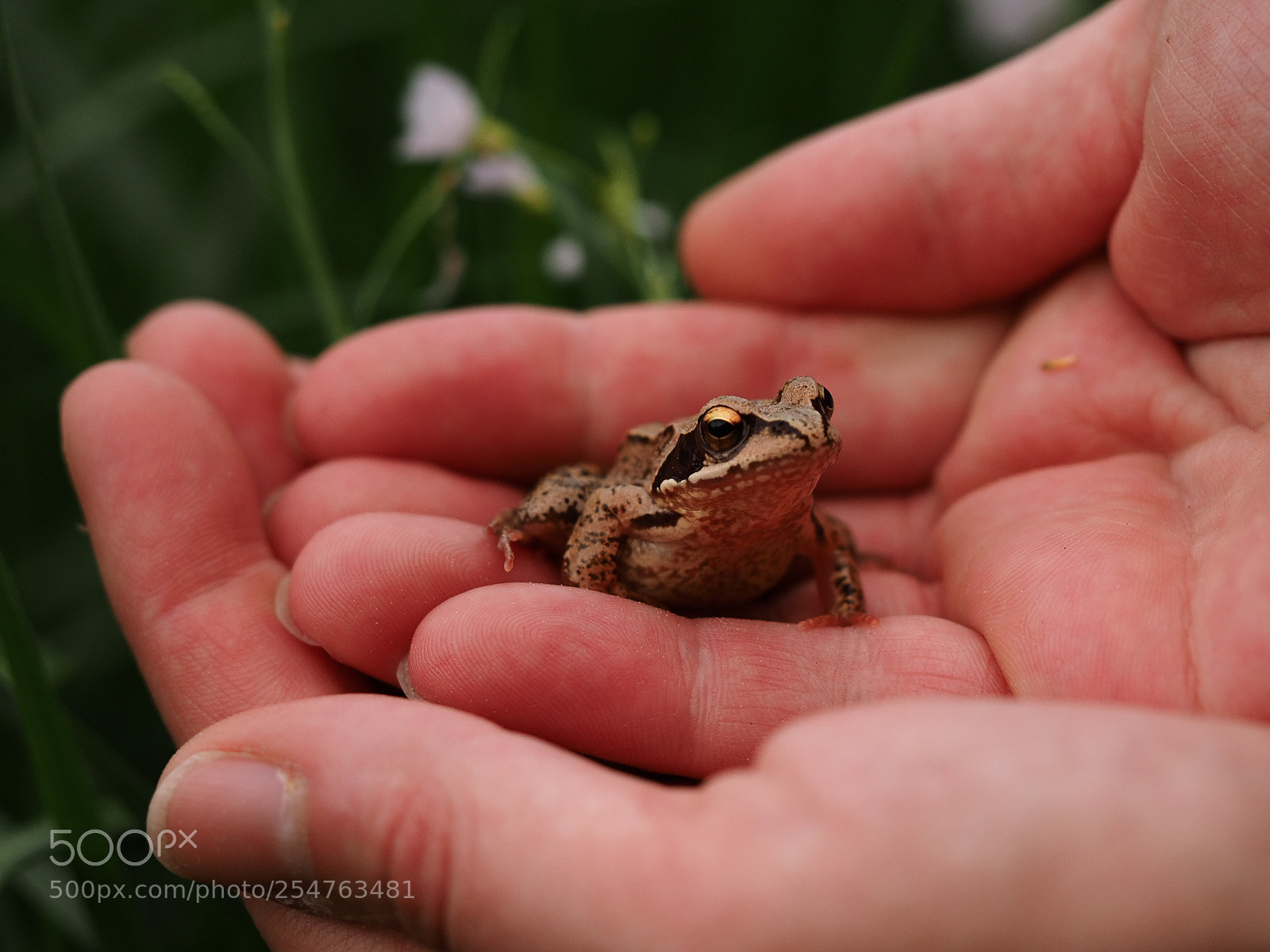 Olympus OM-D E-M1 sample photo. Little frog, sheltered photography