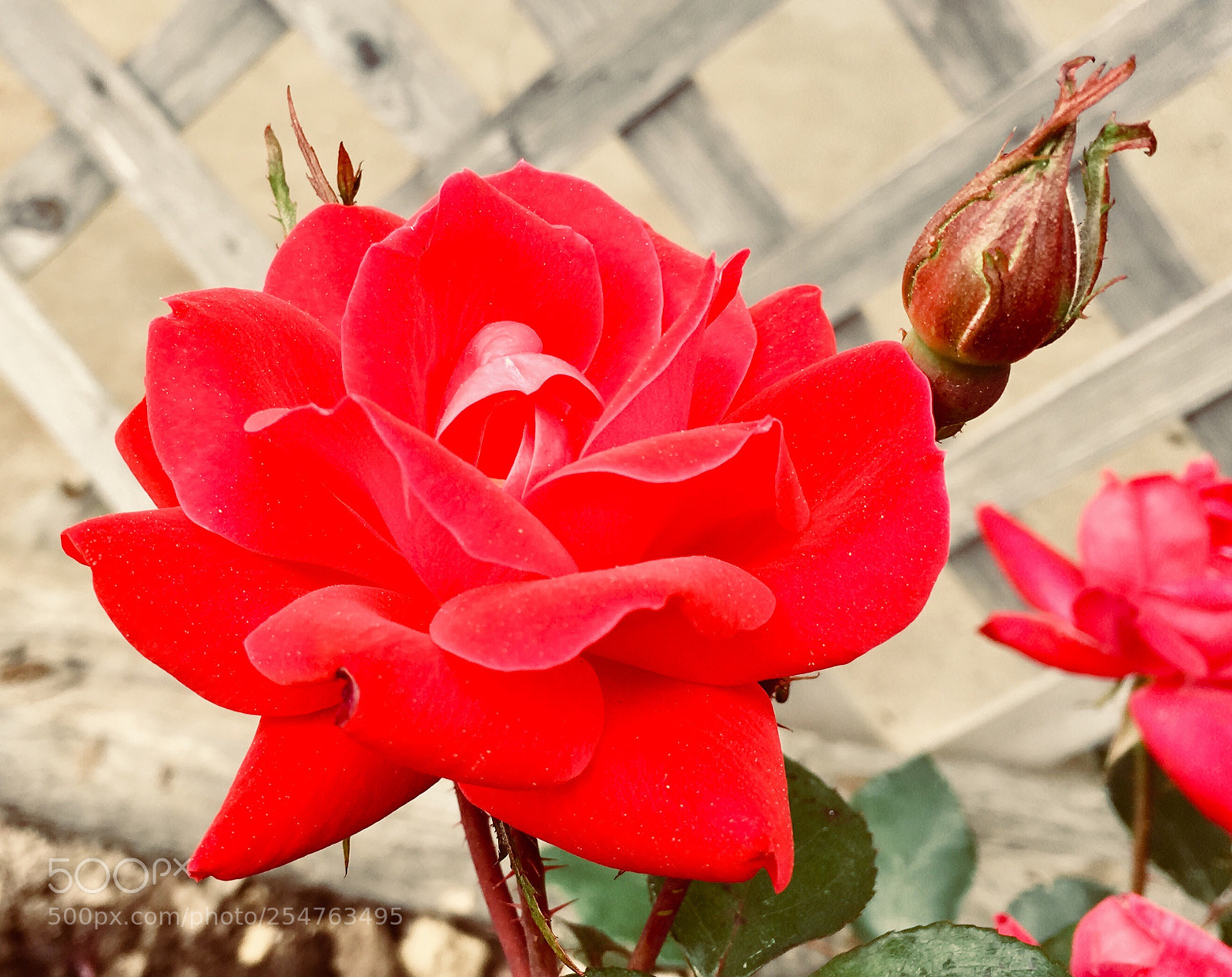 Apple iPhone 6s sample photo. My first rose photography