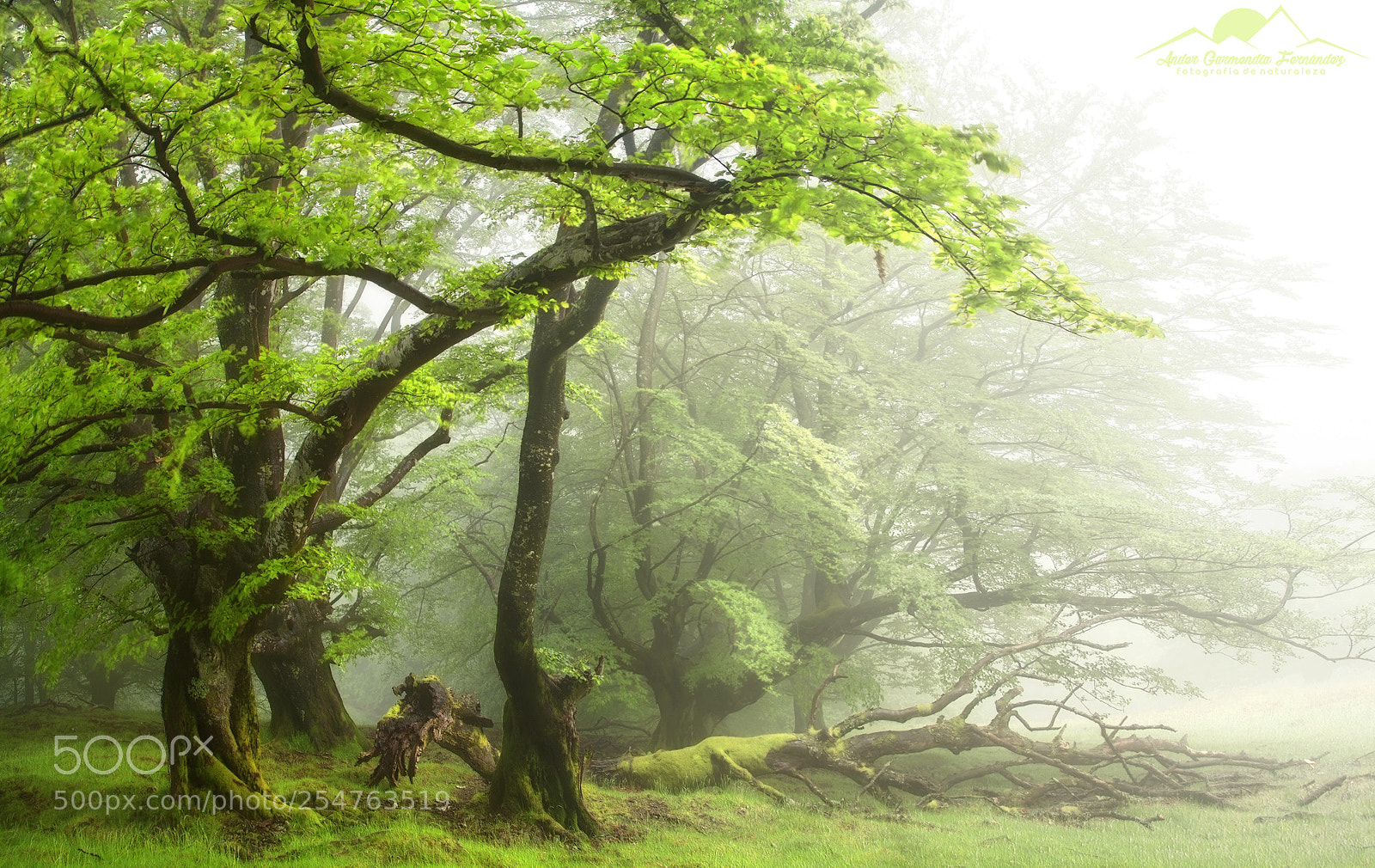 Canon EOS 5D Mark II sample photo. Crying the fallen photography
