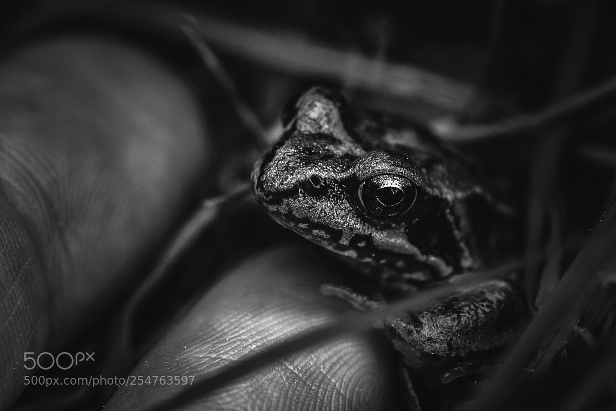 Olympus OM-D E-M1 sample photo. Little frog photography