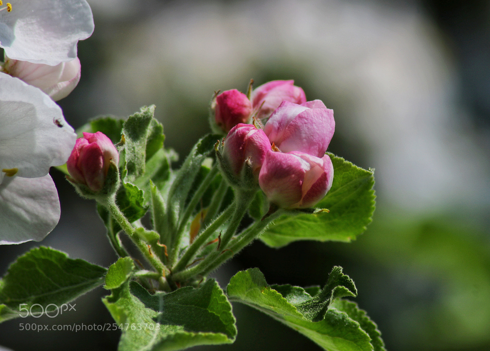 Canon EOS 750D (EOS Rebel T6i / EOS Kiss X8i) sample photo. Appletree photography