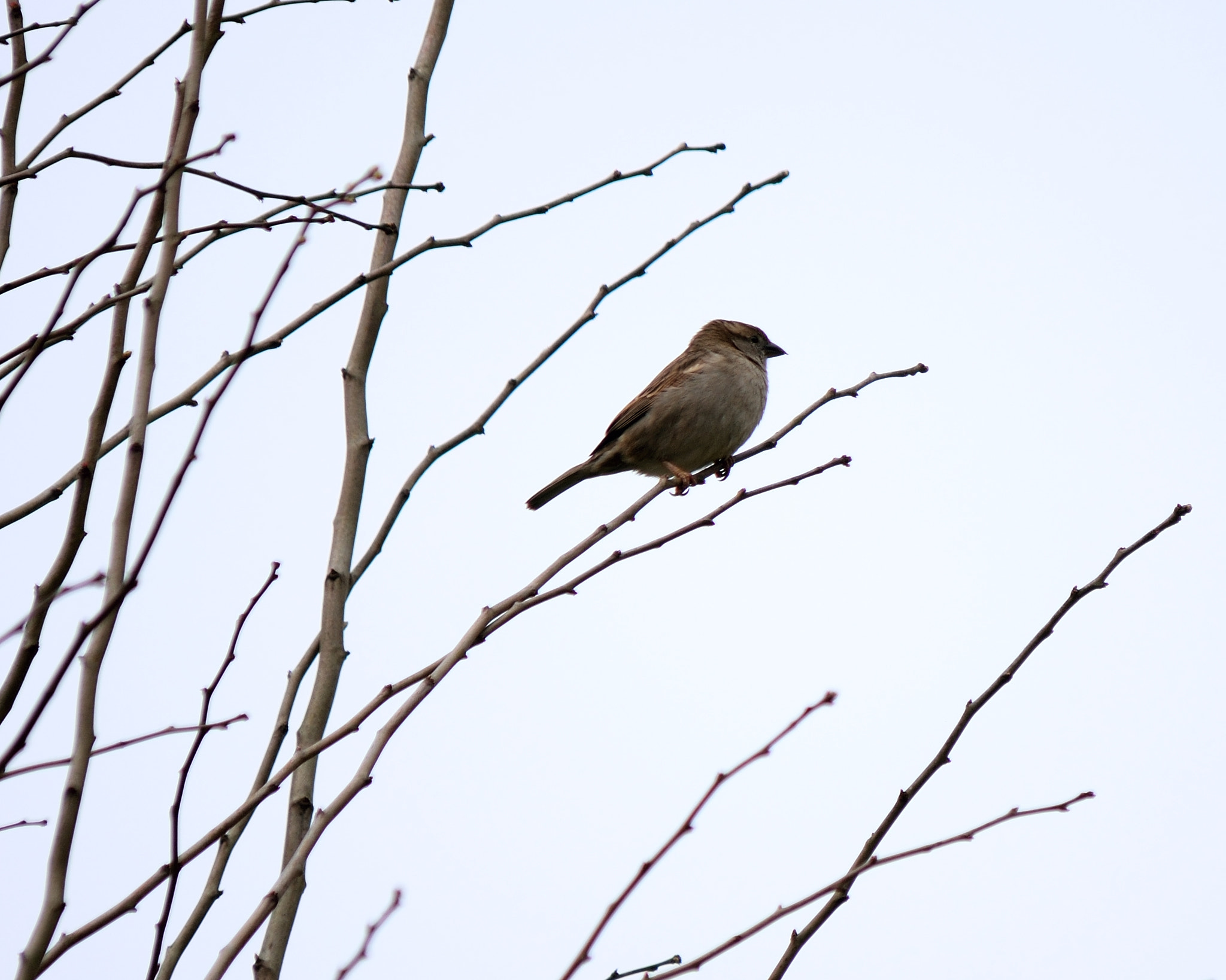 Nikon D5300 sample photo. Sparrow photography
