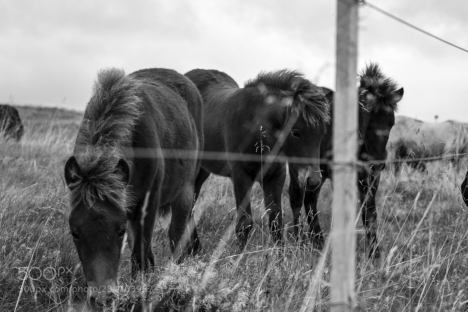 Canon EOS 600D (Rebel EOS T3i / EOS Kiss X5) sample photo. Bolstadarhlid (horses) photography