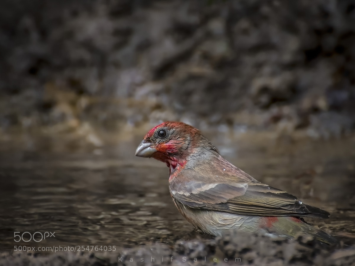 Nikon D7200 sample photo. Rose finch male breeding photography