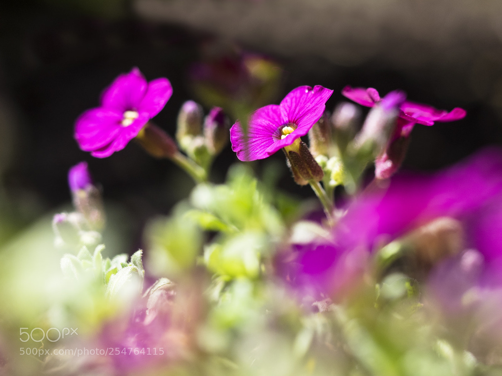 Olympus OM-D E-M1 sample photo. Springtime flowers photography
