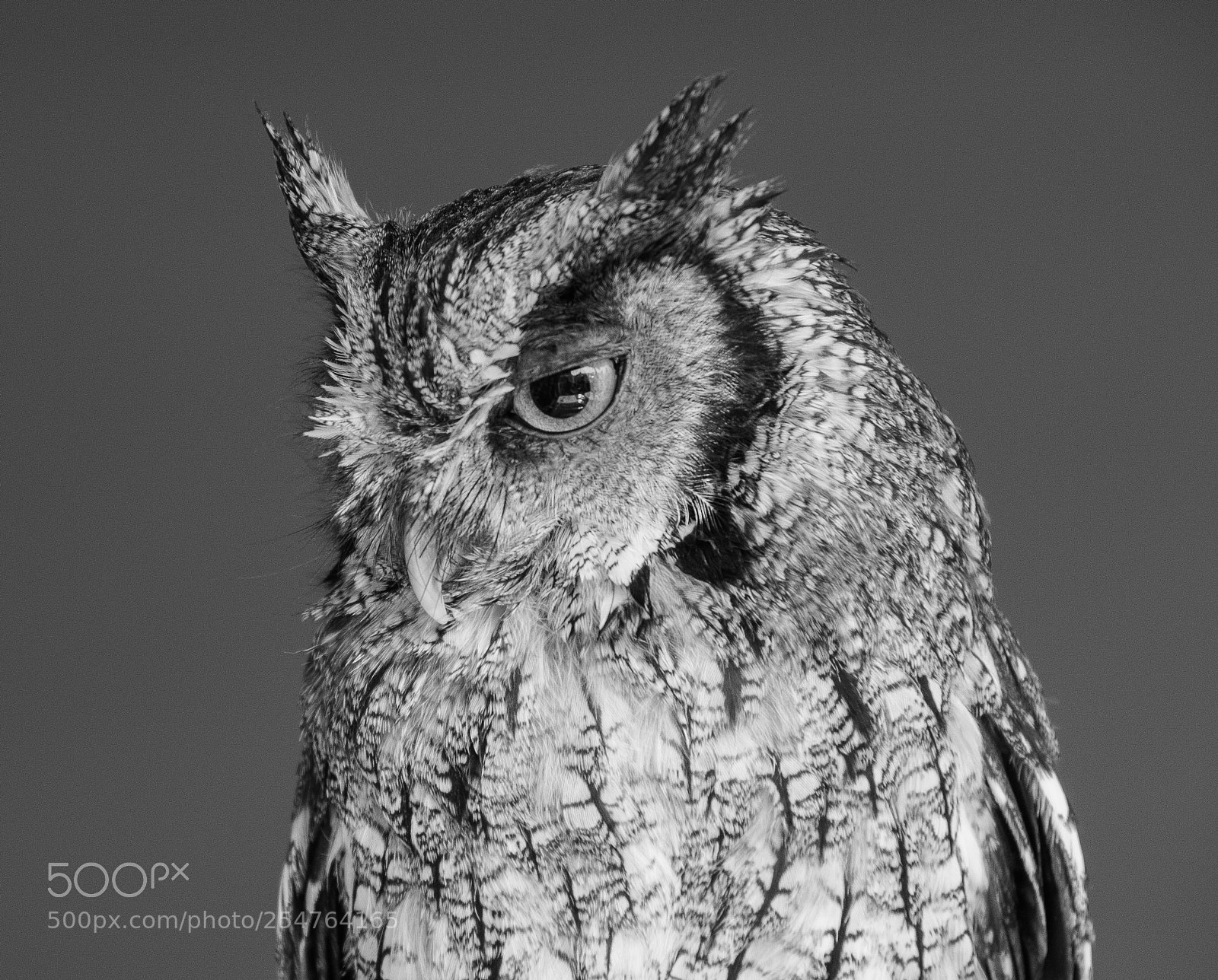 Canon EOS 70D sample photo. Southern white-faced owl photography