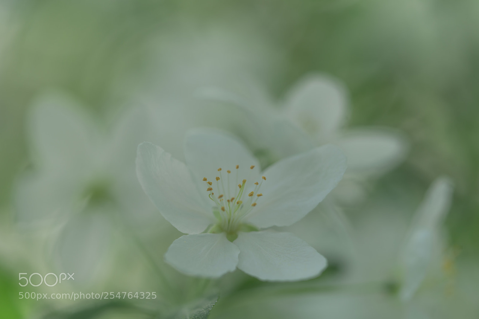 Sony a7R II sample photo. Flower bokeh photography