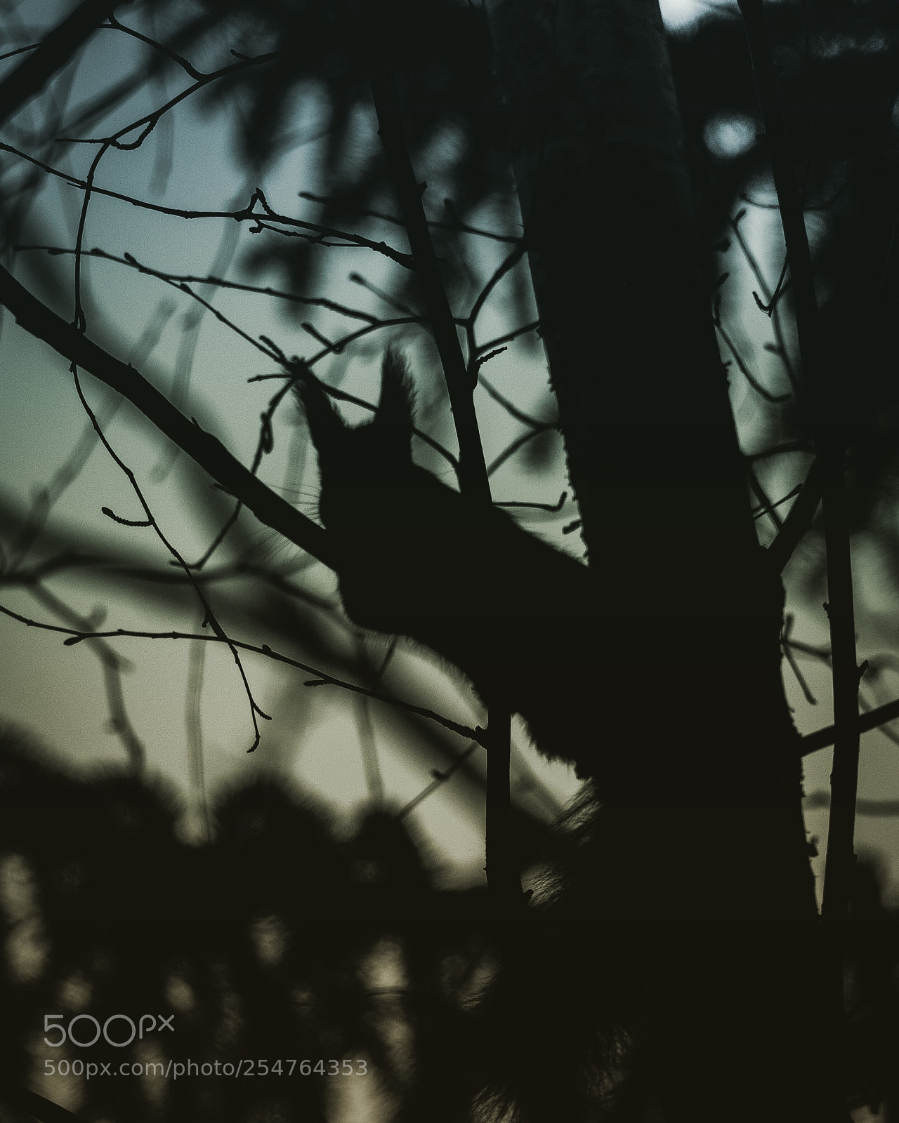 Nikon D7200 sample photo. The forest has eyes photography