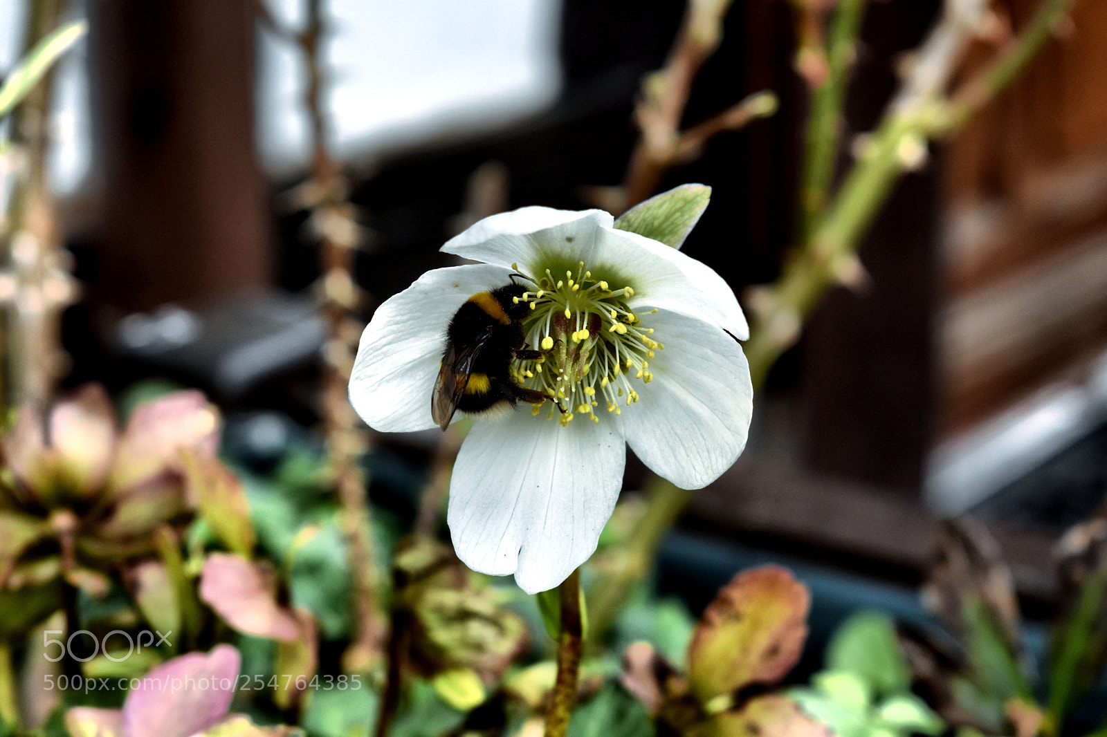 Nikon D3400 sample photo. Le bourdon photography