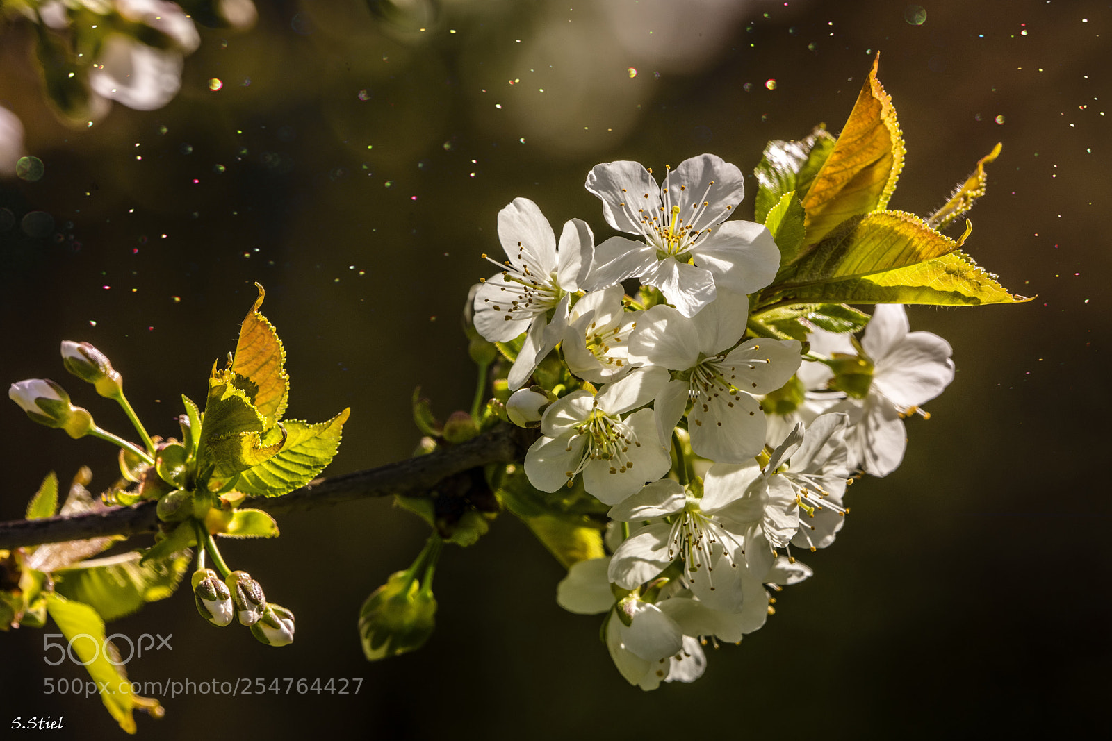 Sony a99 II sample photo. Kirschbaumblüten photography