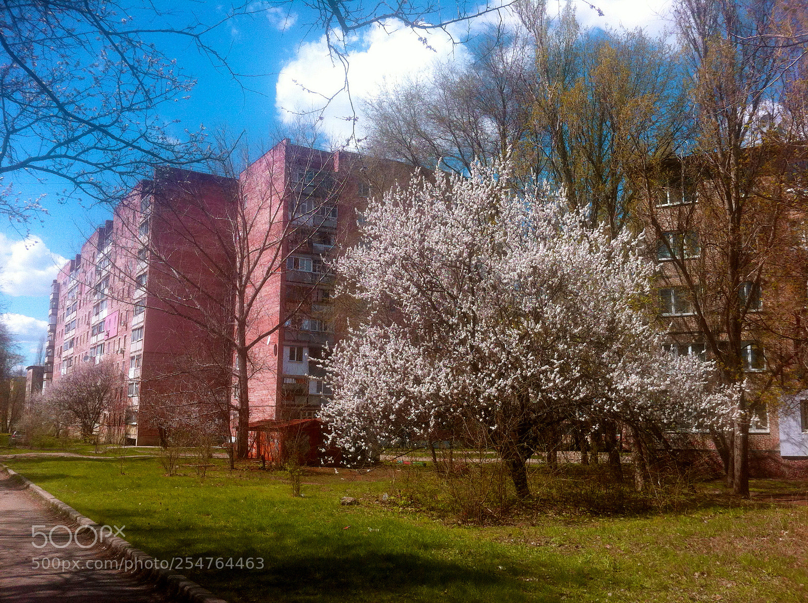 Apple iPhone 4 sample photo. Spring is coming up photography