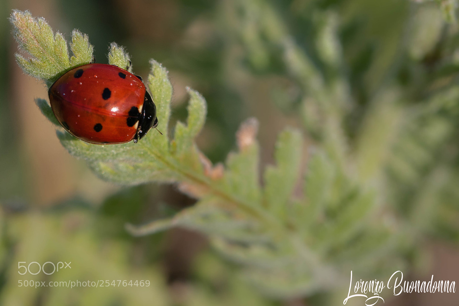 Canon EOS 7D Mark II sample photo. Only a ladybug photography