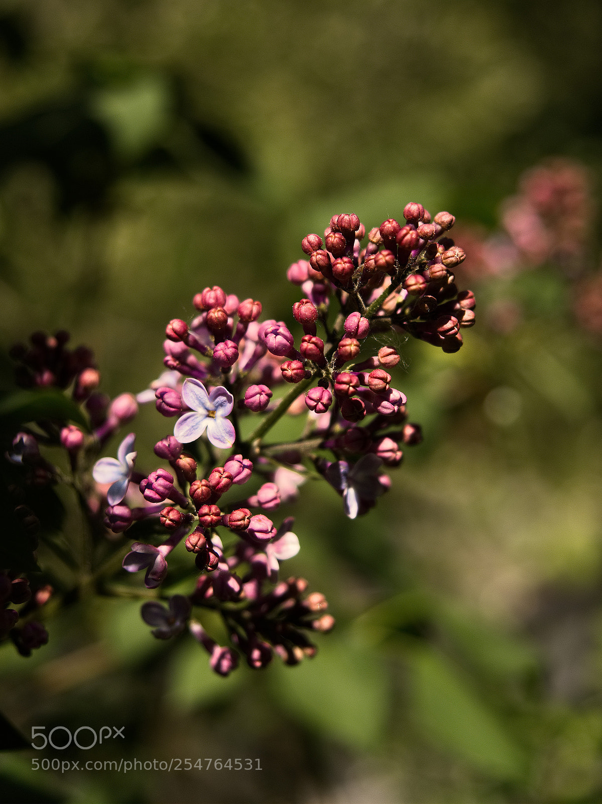Panasonic Lumix DC-GH5 sample photo. *** photography