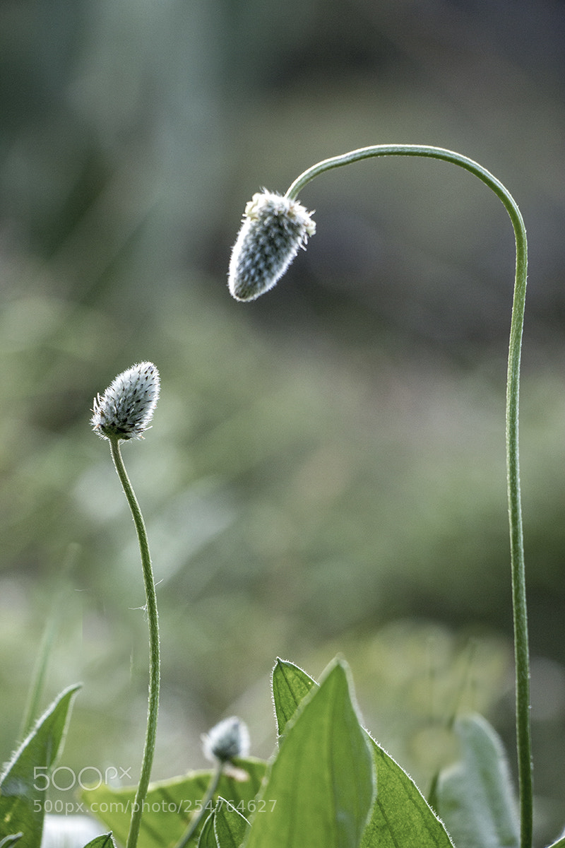Canon EOS 60D sample photo. Untitled photography