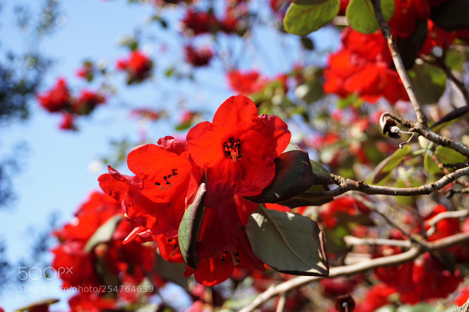 Sony a6000 sample photo. Red rhododendron photography