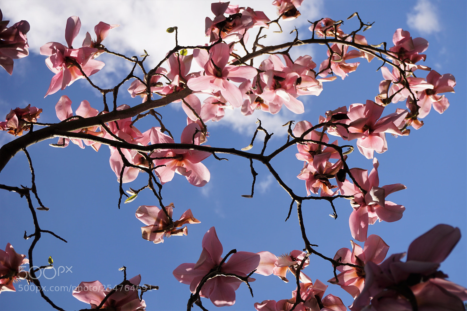 Sony a6000 sample photo. Pink magnolia photography