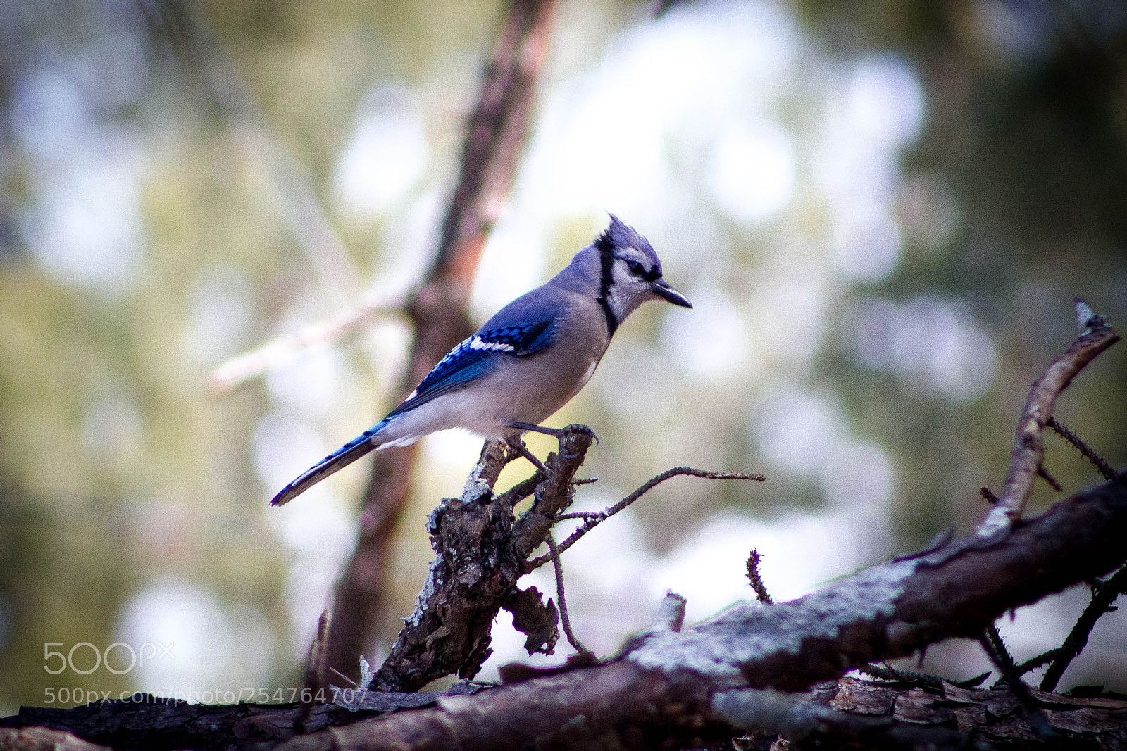 Canon EOS 7D sample photo. Blue jay photography