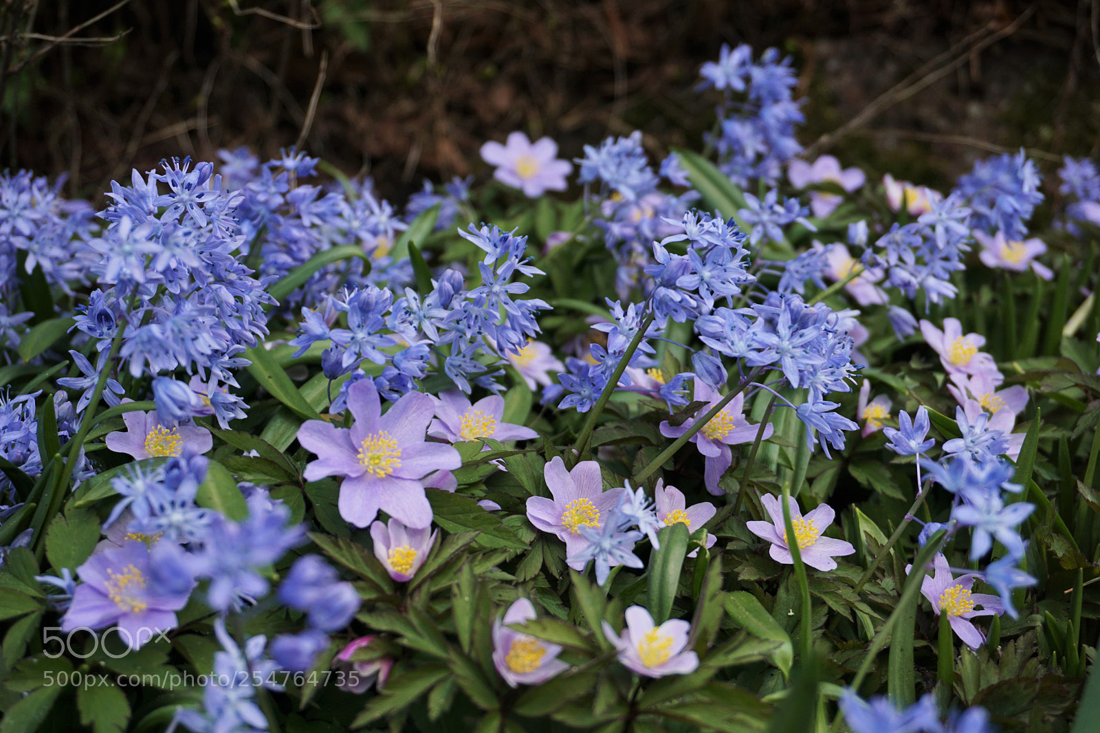 Sony a6000 sample photo. Blue flowers photography