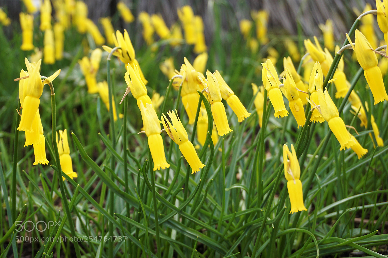 Sony a6000 sample photo. Miniature narcissus photography