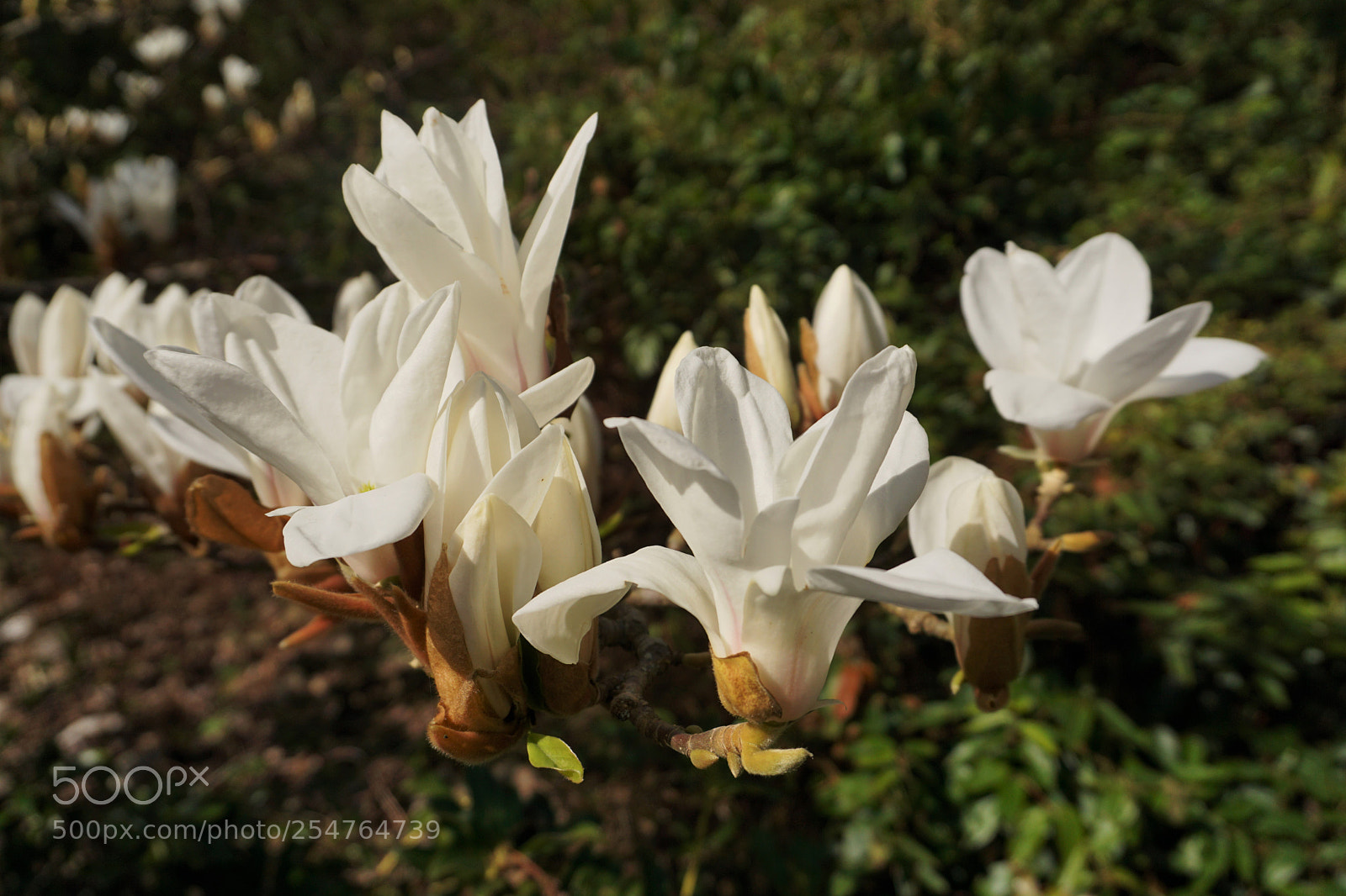 Sony a6000 sample photo. Magnolia flowers photography